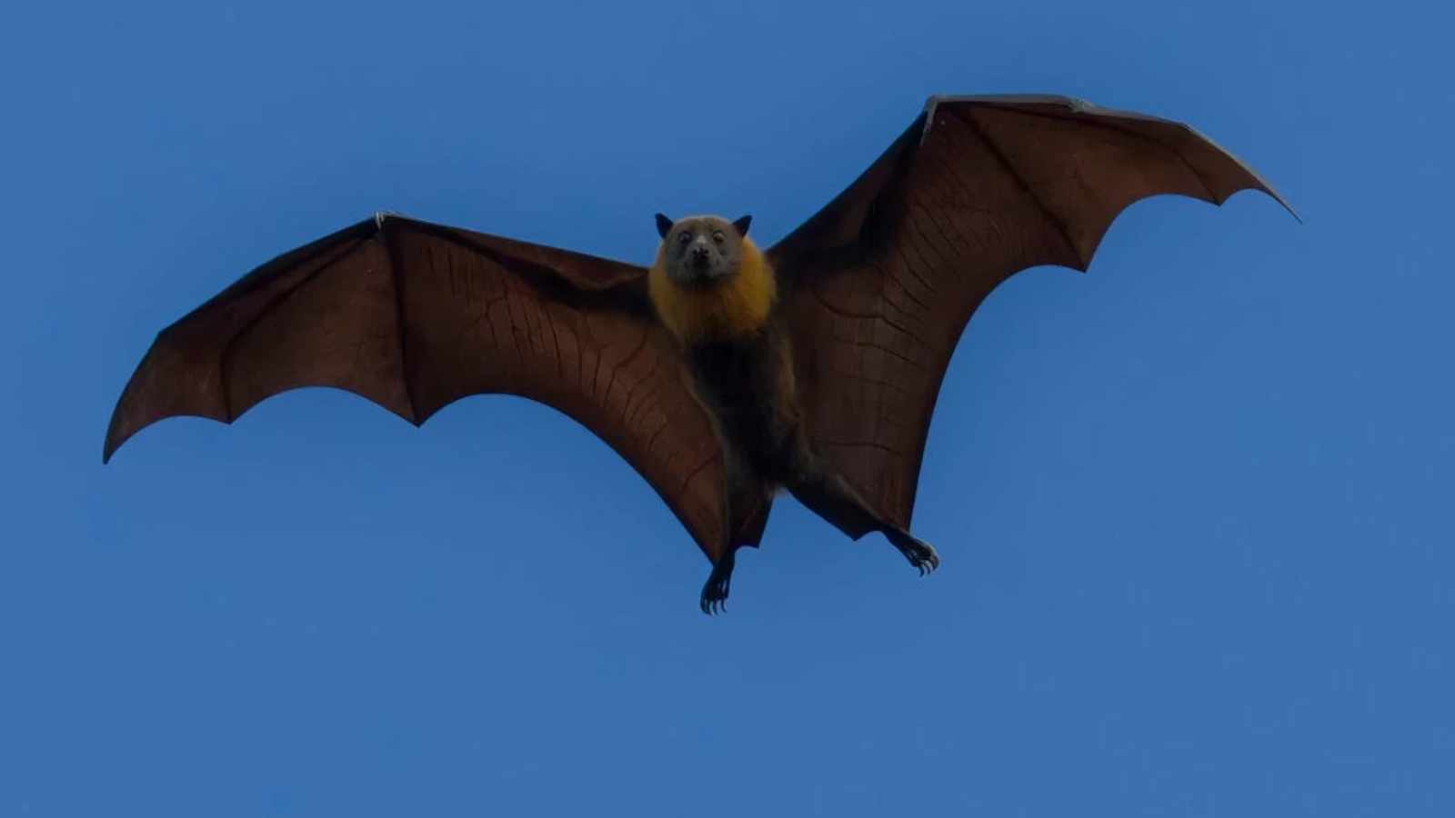 Bats