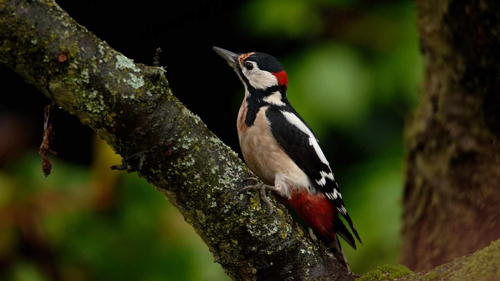 Woodpeckers