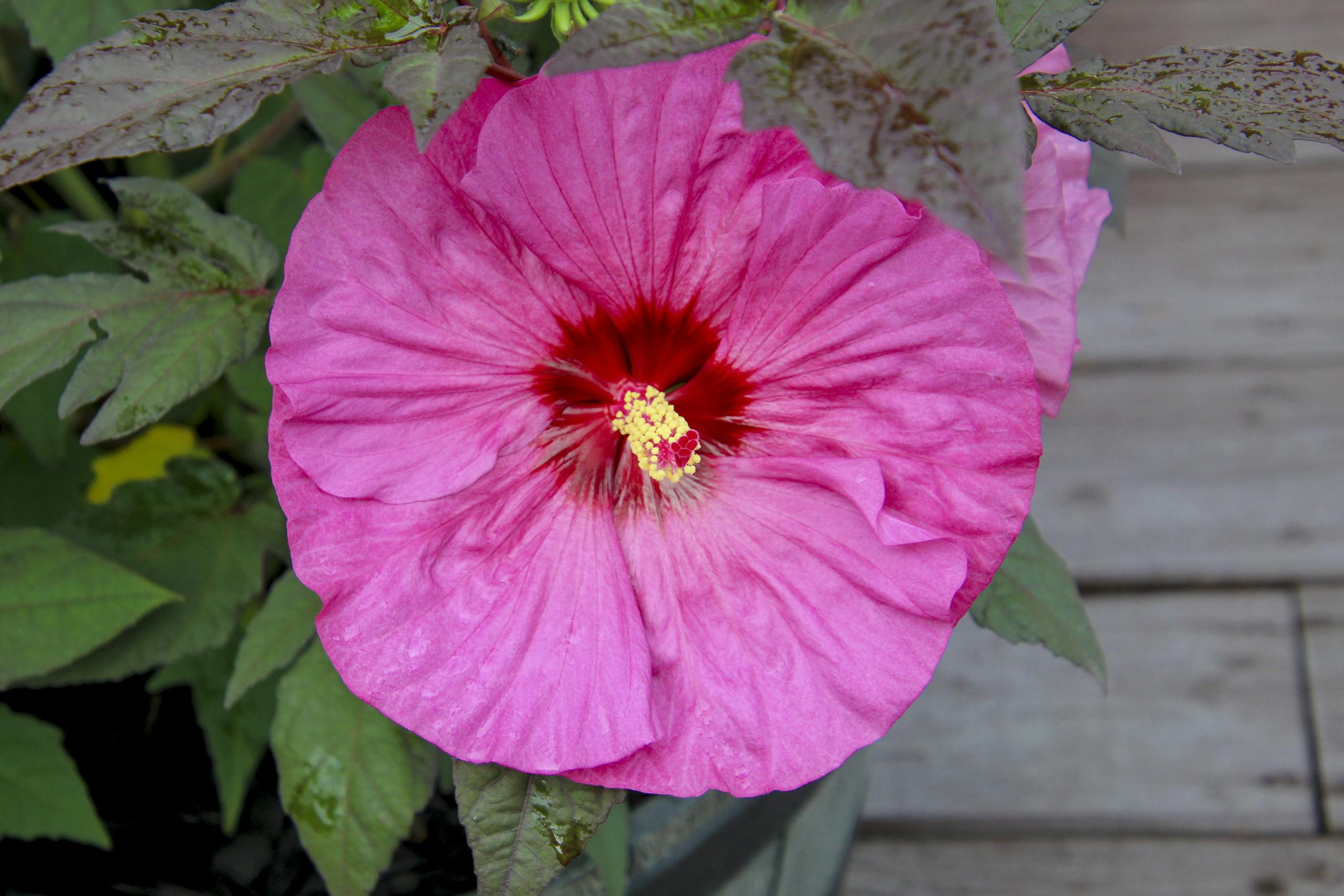 Close-up of a vivid pink swamp rose mallow flower, showcasing intricate petal details.