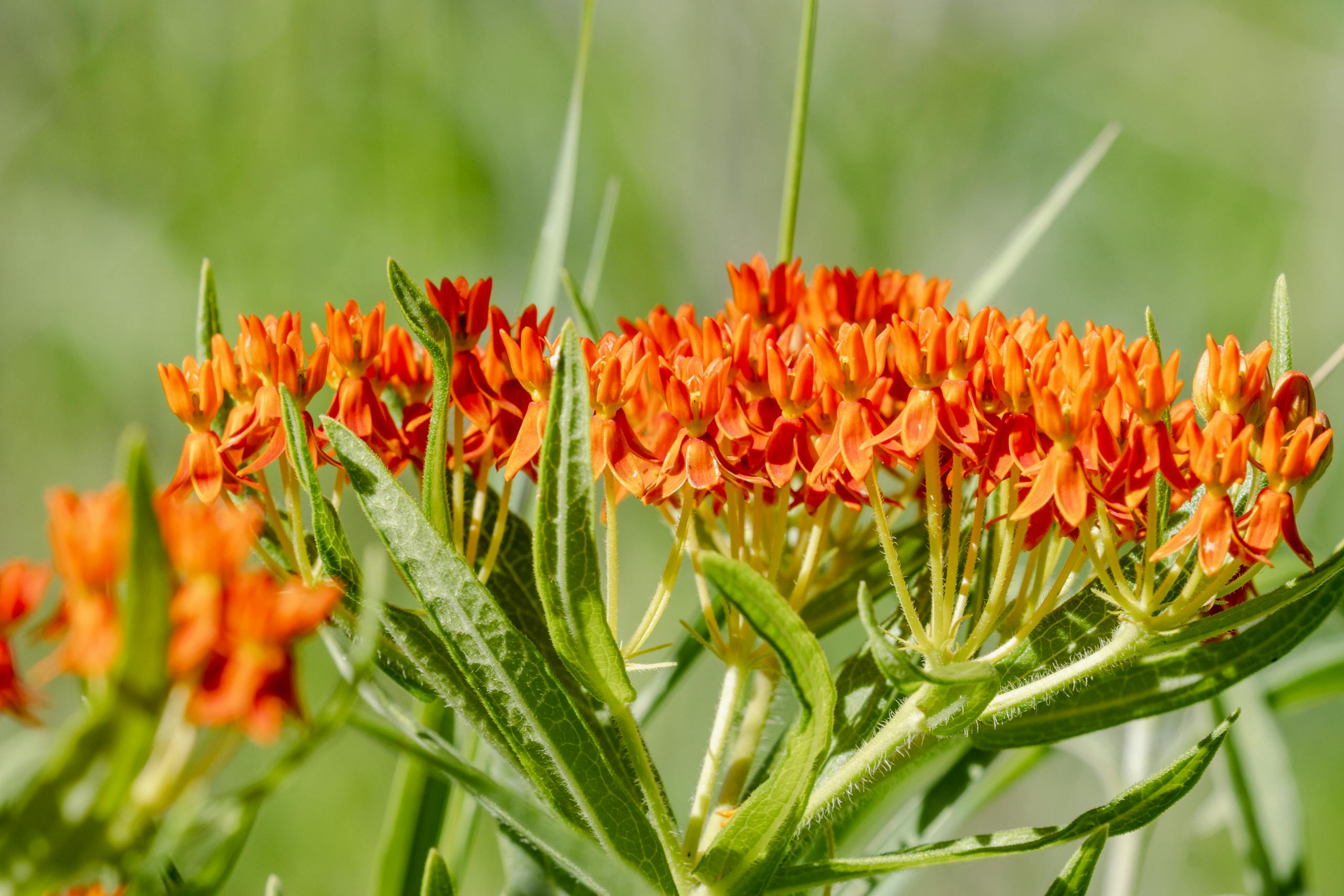 Vibrant orange butterfly milkweed (Asclepias tuberosa) flowers in full bloom, showcasing nature's beauty.