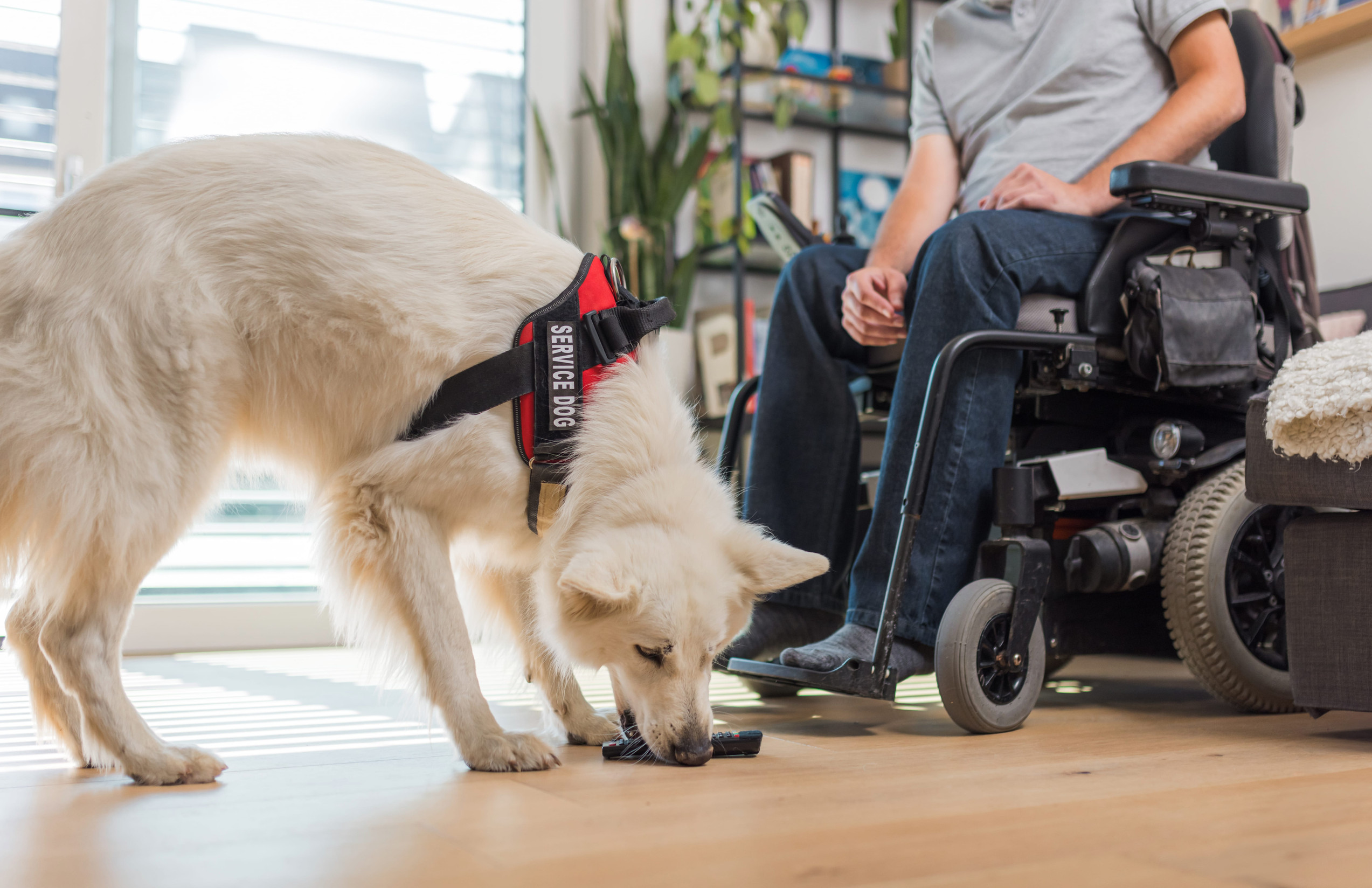 service dogs provide security