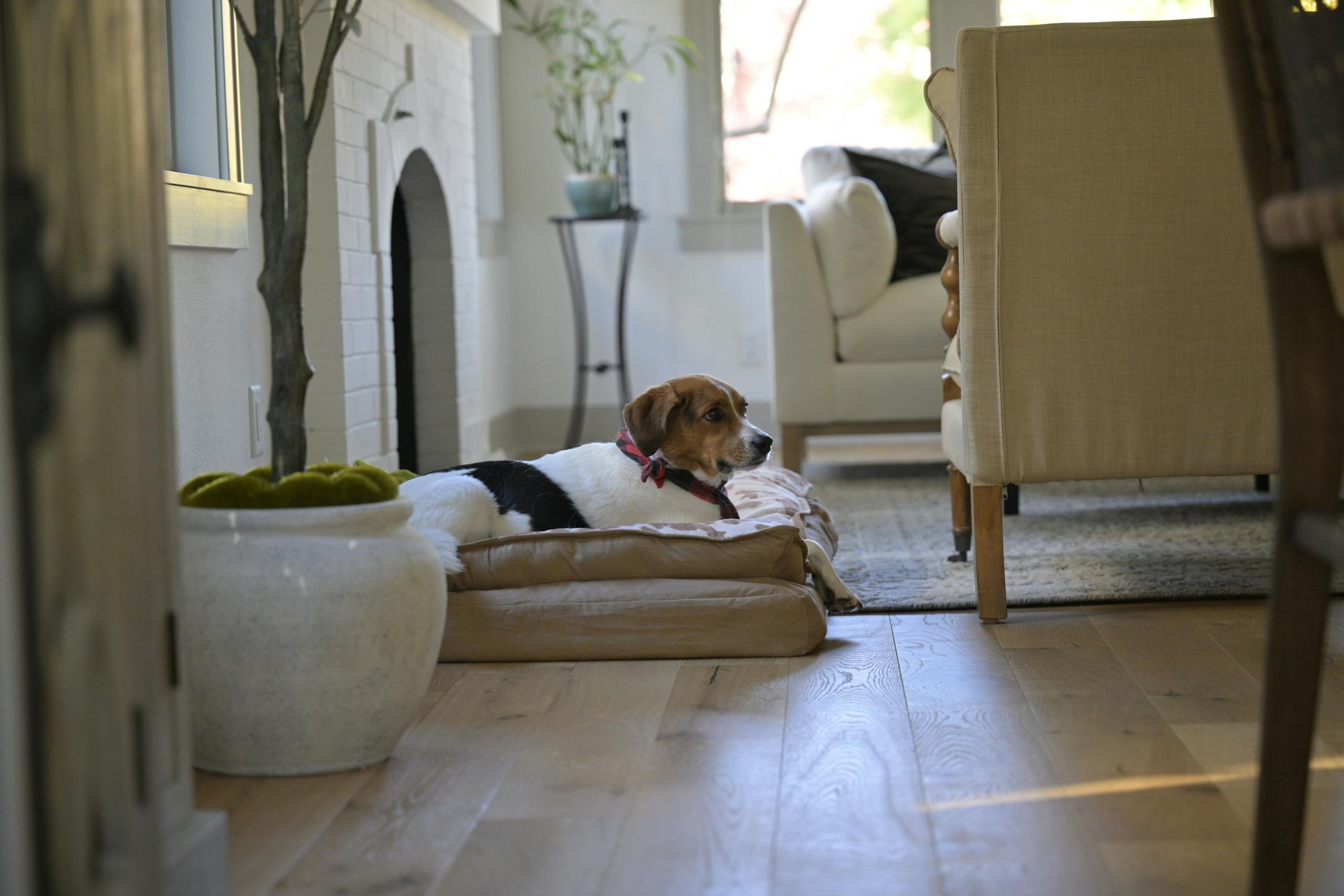 A beagle comfortably lays on a dog bed in a warm, stylish living room setting.