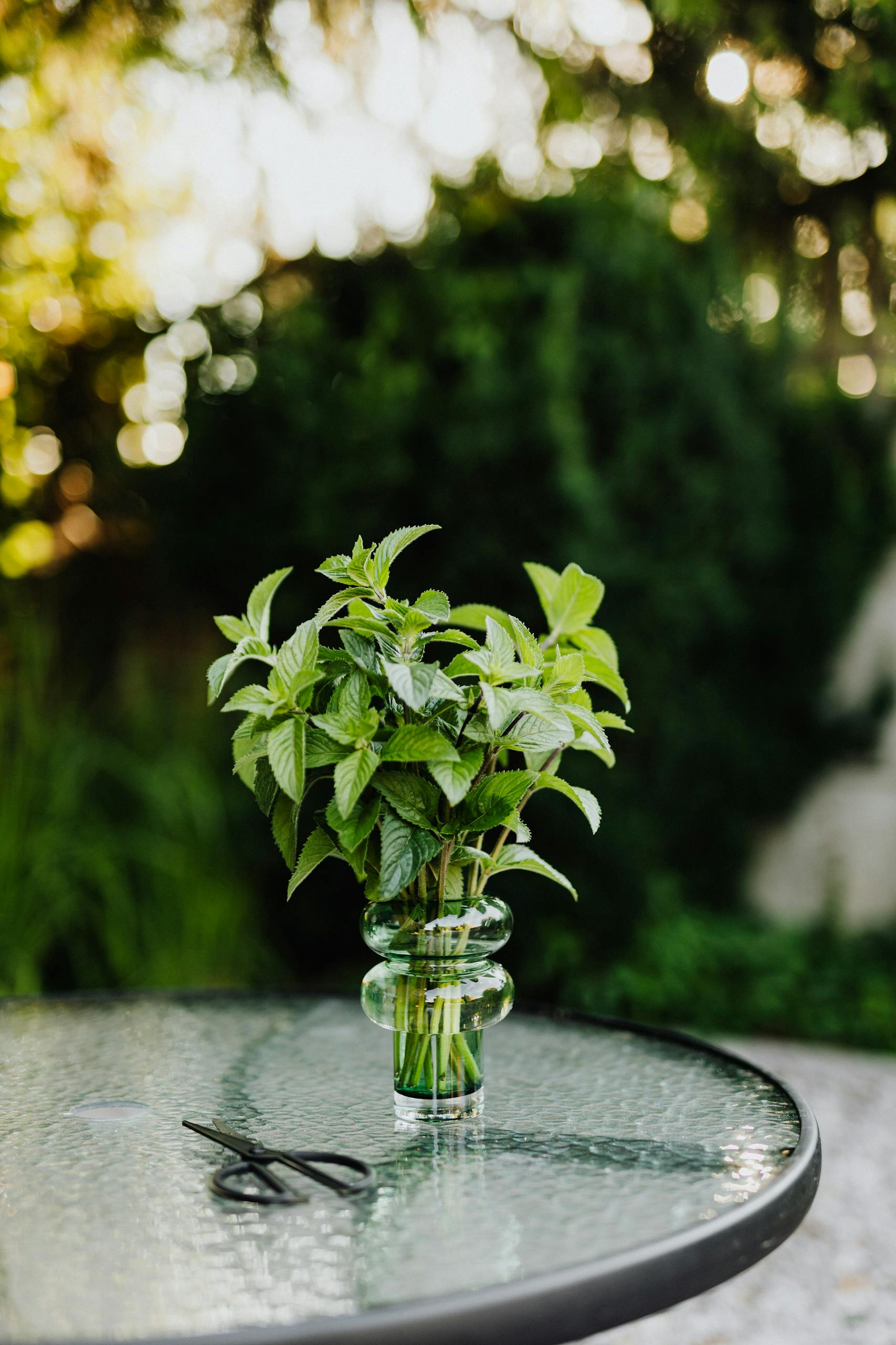 A bundle of fresh mint leaves in a glass vase on an outdoor table, with scissors beside it.