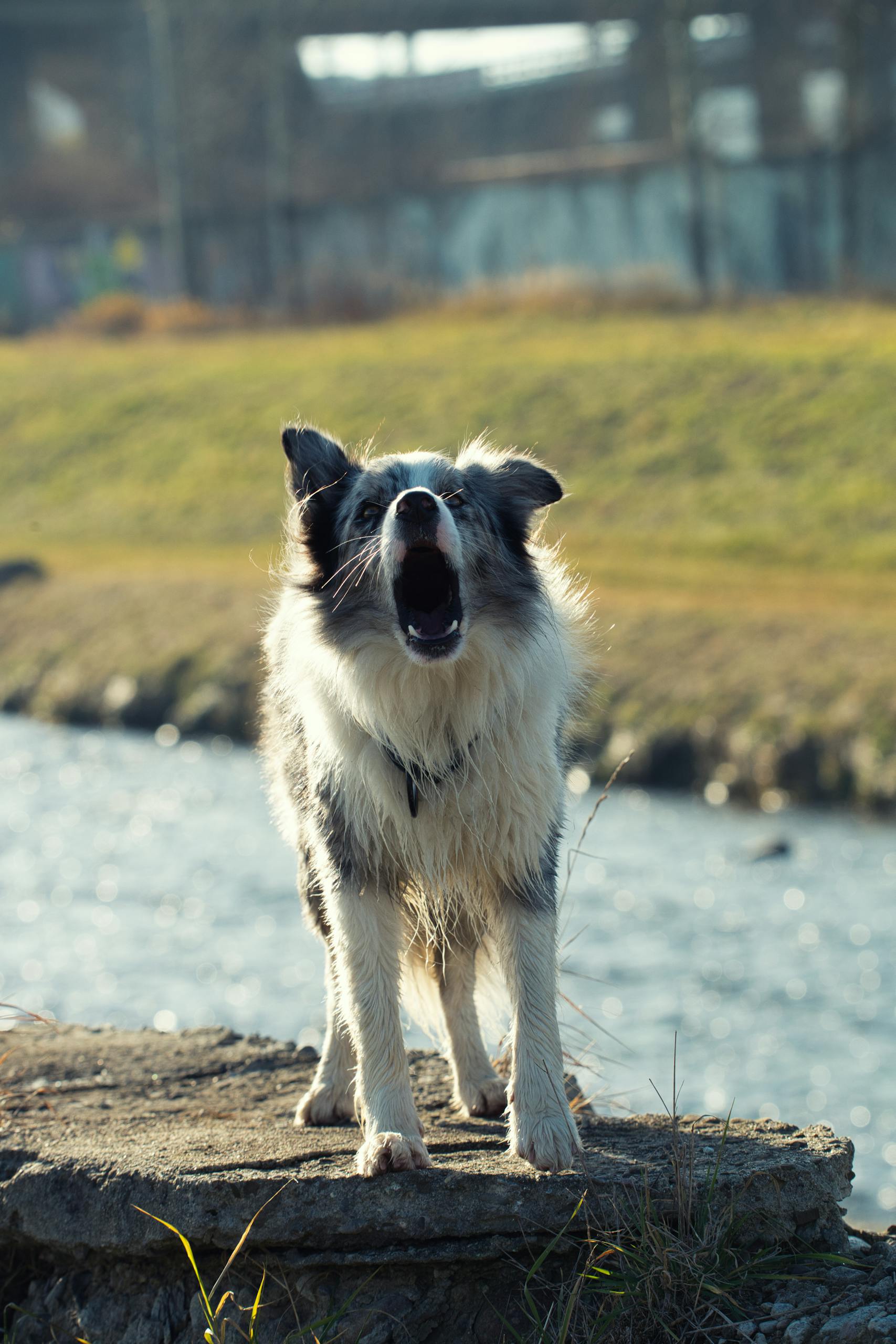 A cheerful Border Collie barking by a scenic river in Poprad, Slovakia.