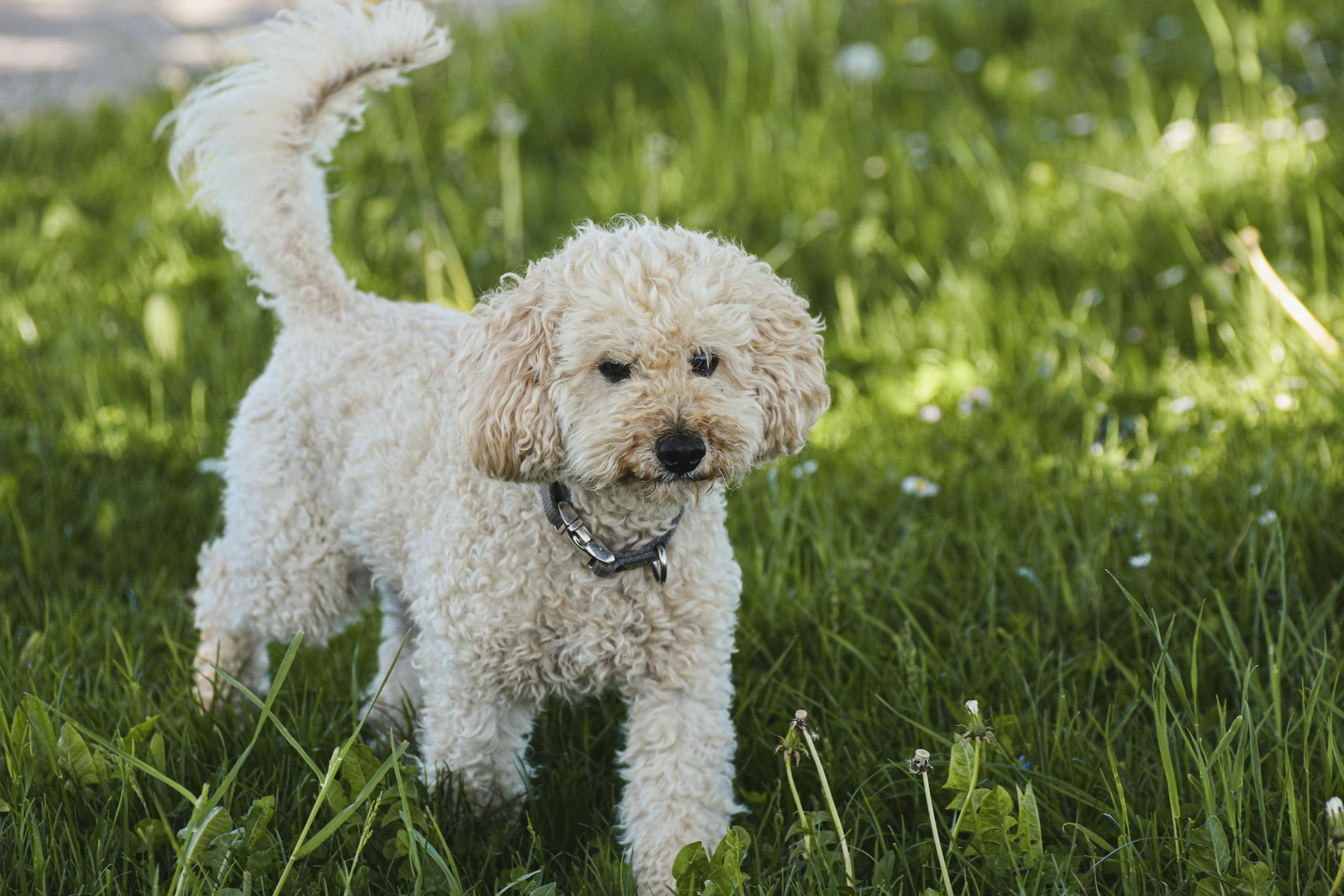 A curly-haired poodle enjoys a sunny day in a grassy field. Perfect for pet enthusiasts.