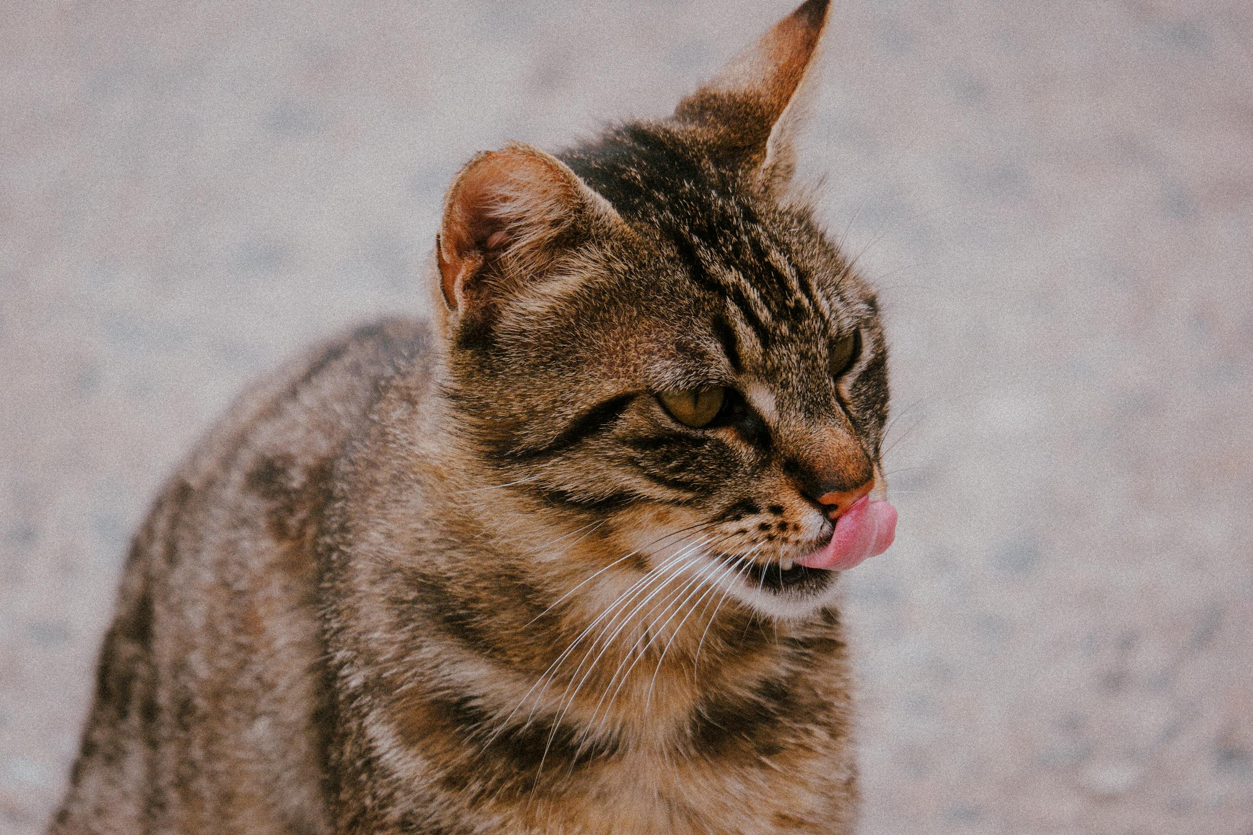 A cute tabby cat licking its nose while sitting outdoors, showcasing natural feline behavior.