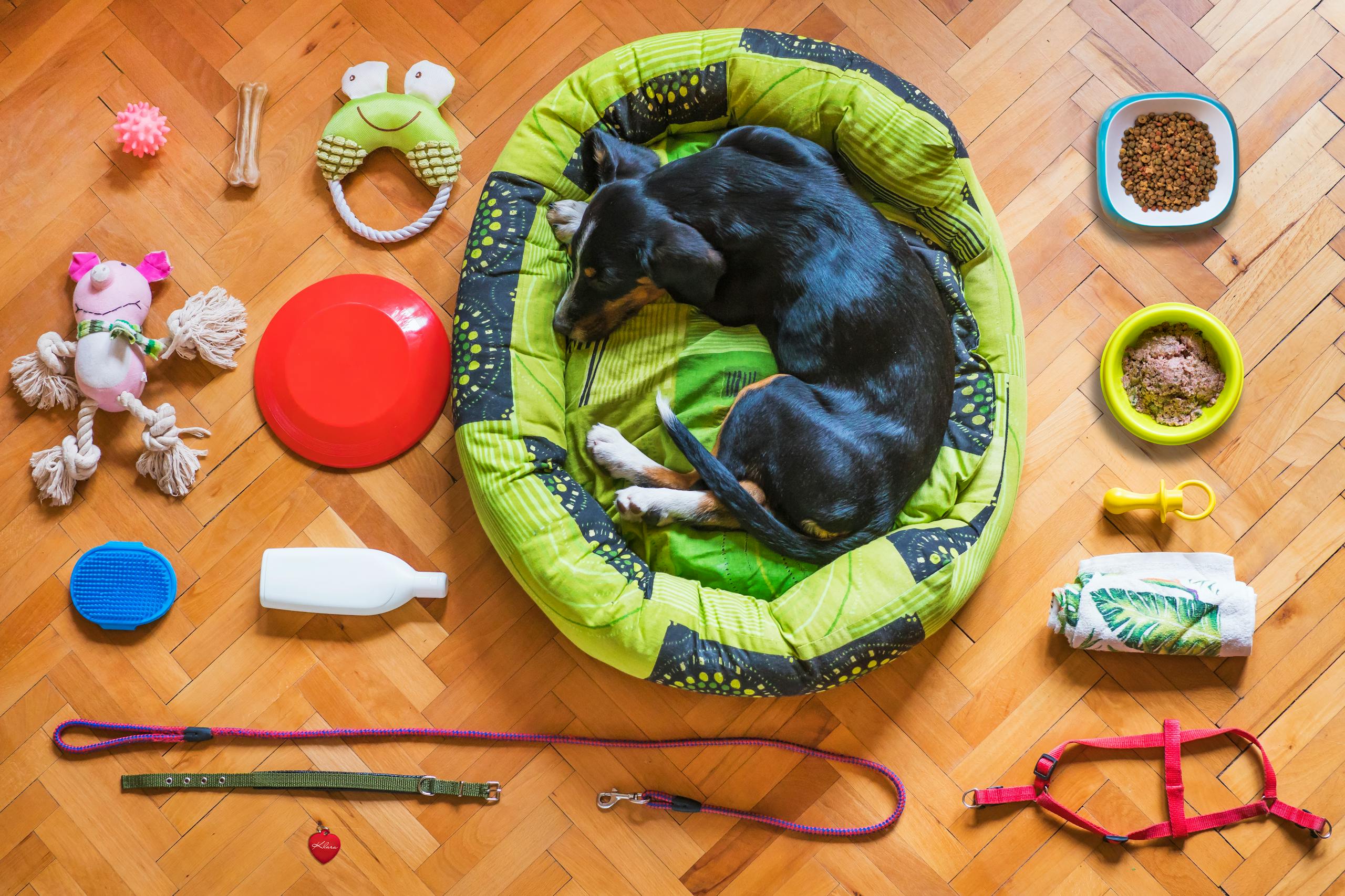 A dog relaxing in a bed surrounded by various pet accessories on a wooden floor.