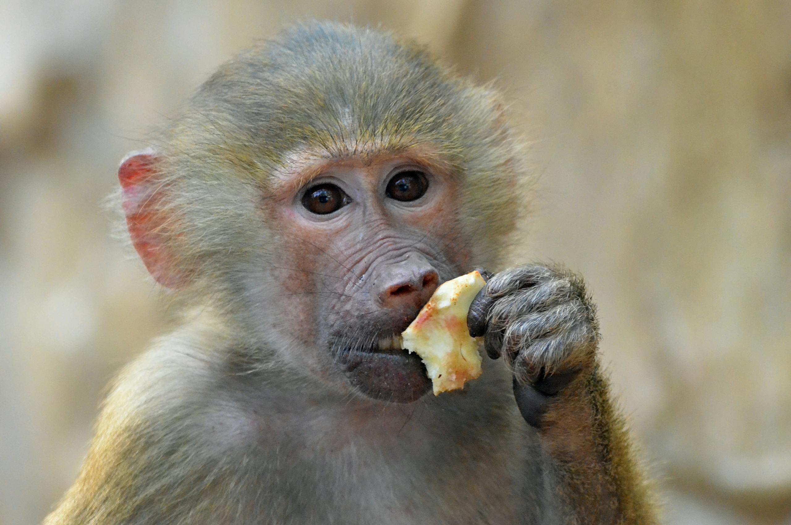 A young baboon is seen up close while eating a piece of fruit, showcasing animal behavior.