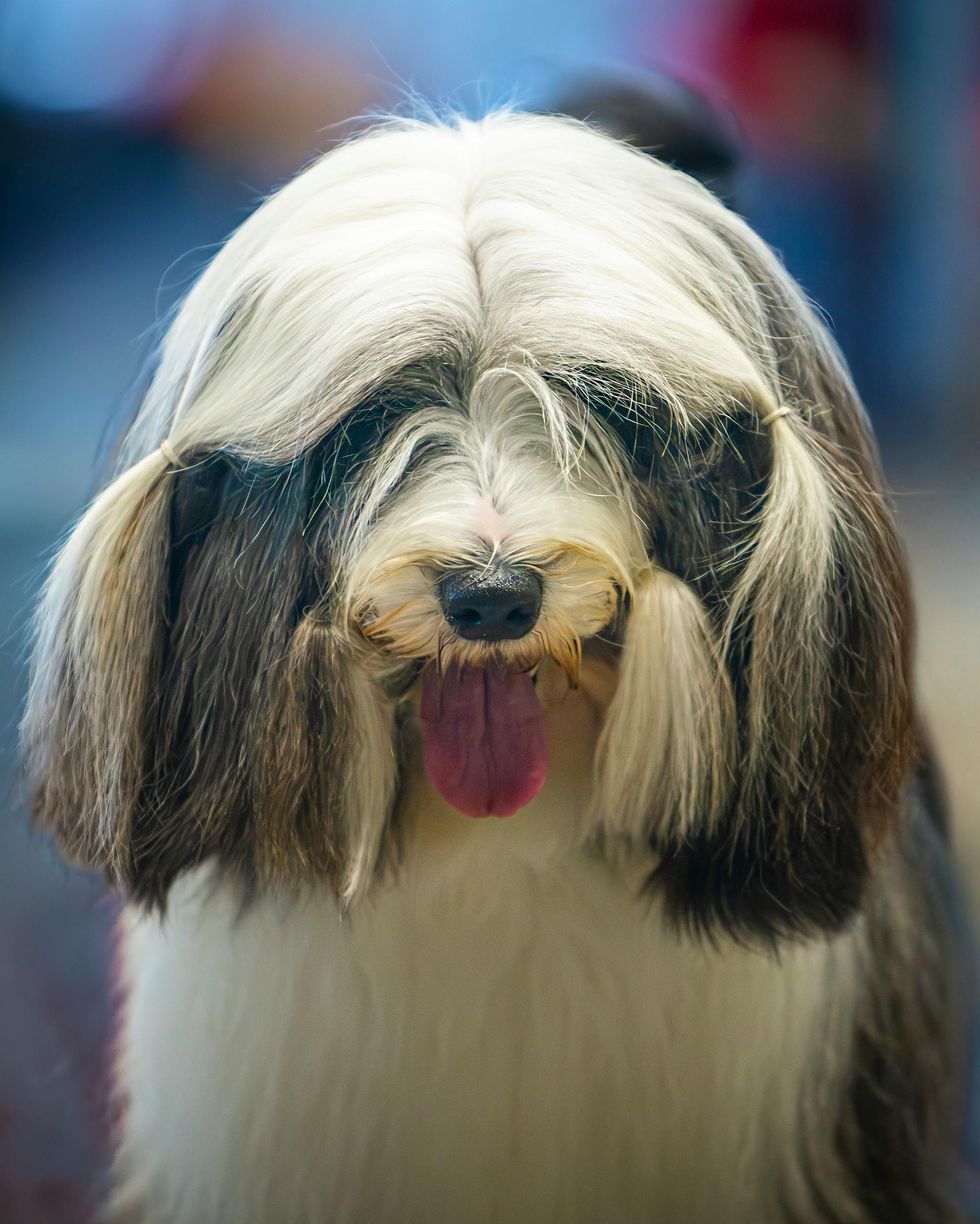 Adorable Havanese dog sitting with its tongue out, showcasing its long, silky fur.