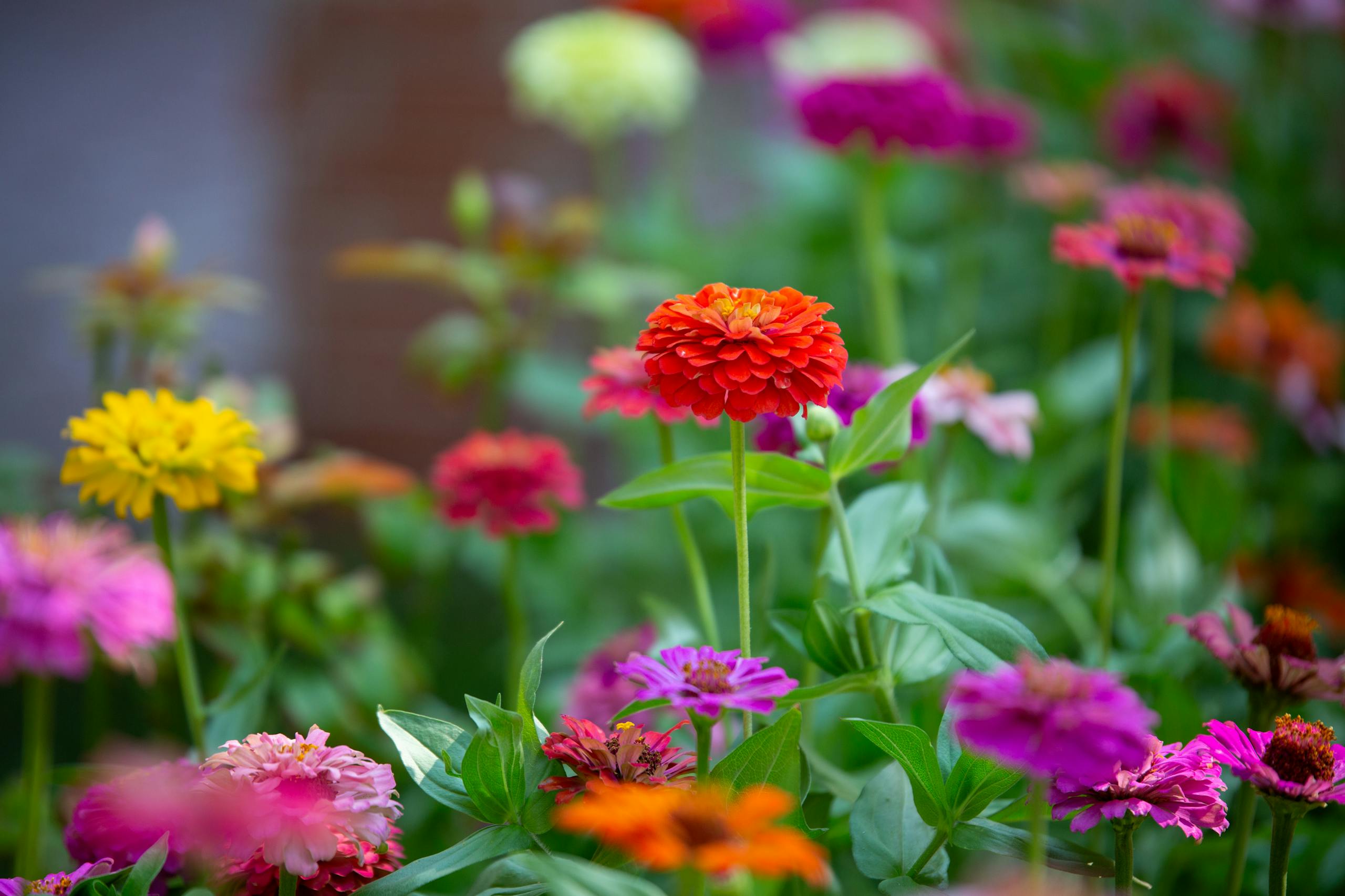 Beautiful zinnia flowers blooming in various colors during a vibrant summer day.