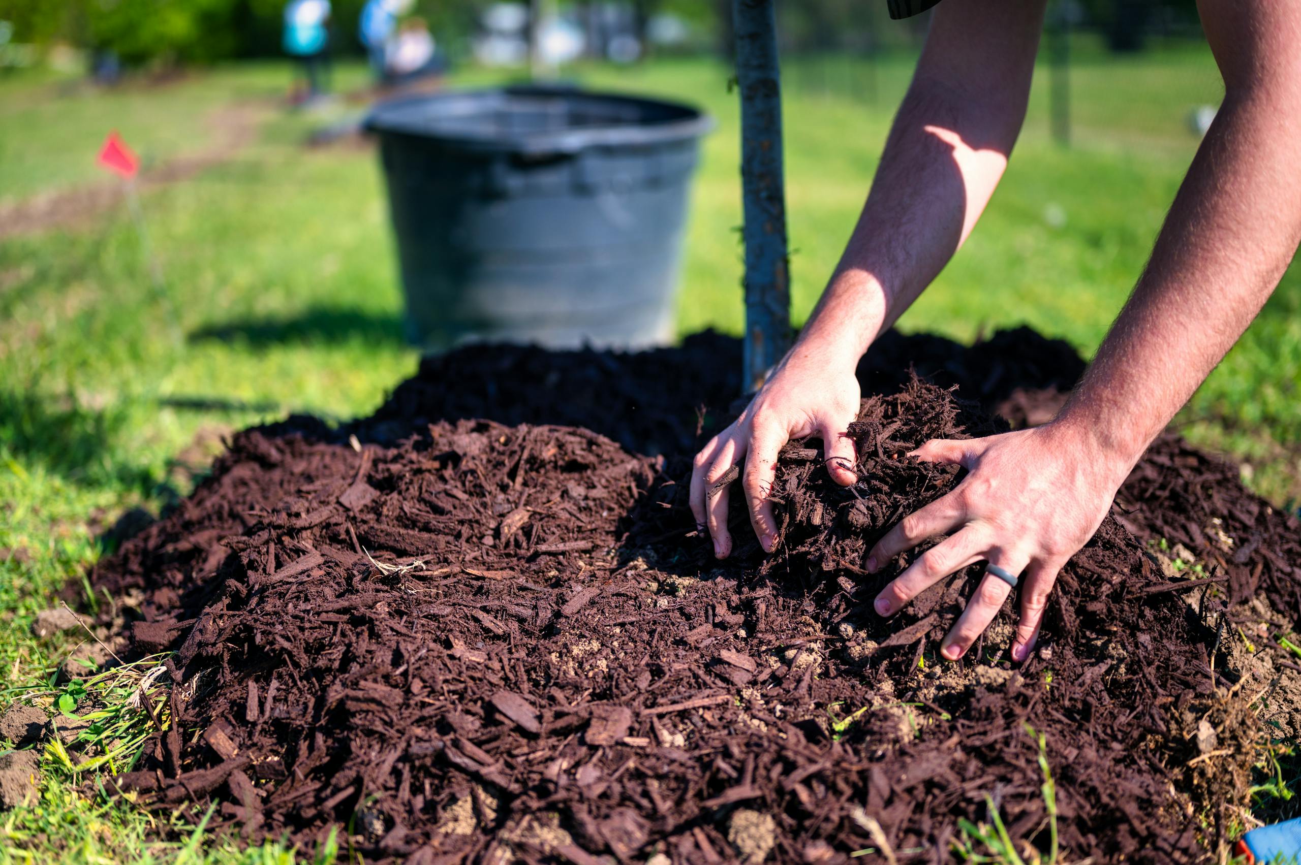 Close-up of hands planting a tree using mulch and soil in a sunny garden.
