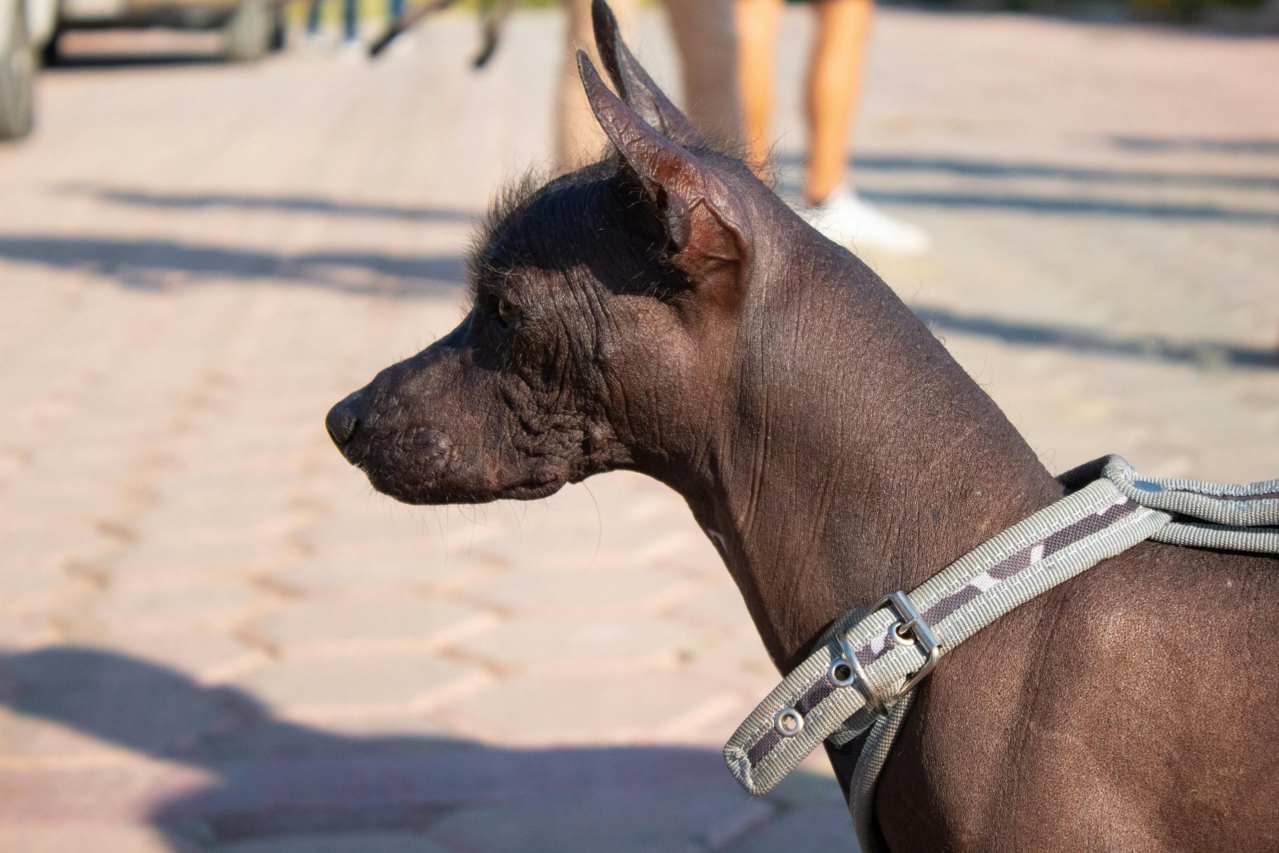 Close-up profile of a Xoloitzcuintli dog with a harness outdoors on a sunny day.