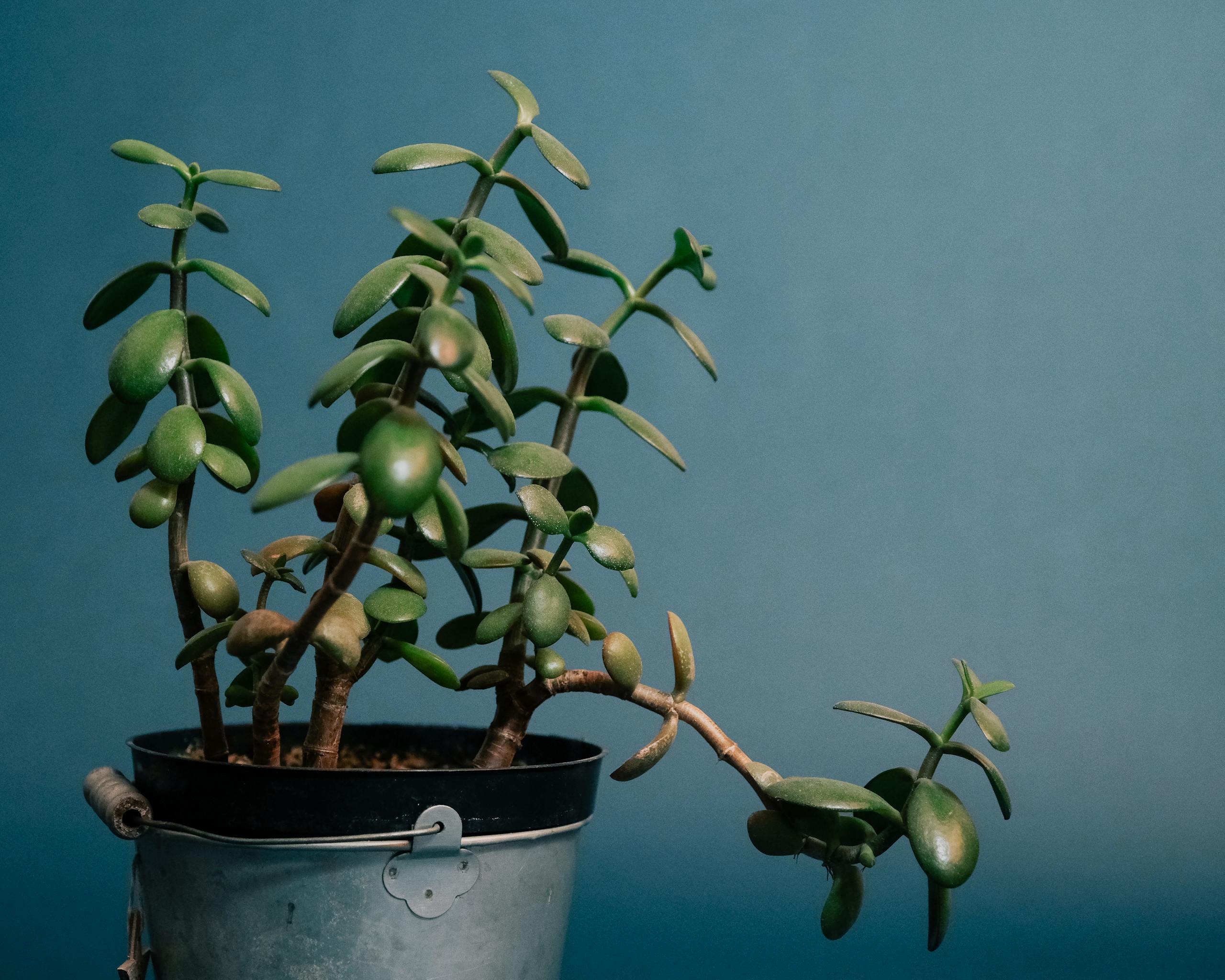 Crassula plant with green leaves and stems in pot placed in metal bucket on blue background in light place