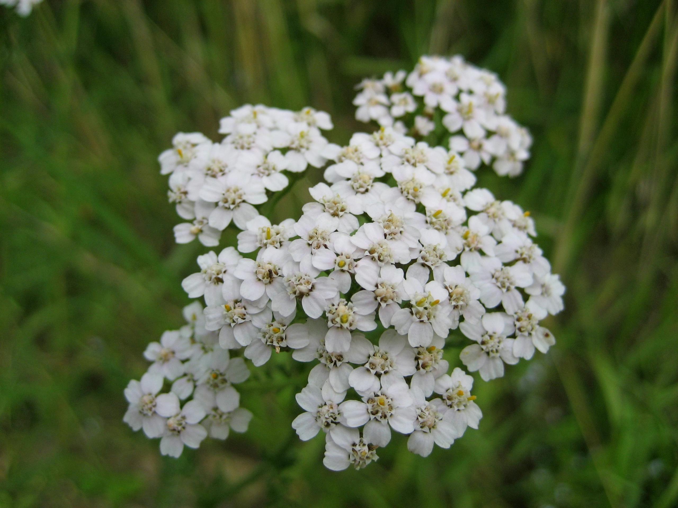 Macro shot of white yarrow flowers in a meadow, showcasing delicate inflorescence.