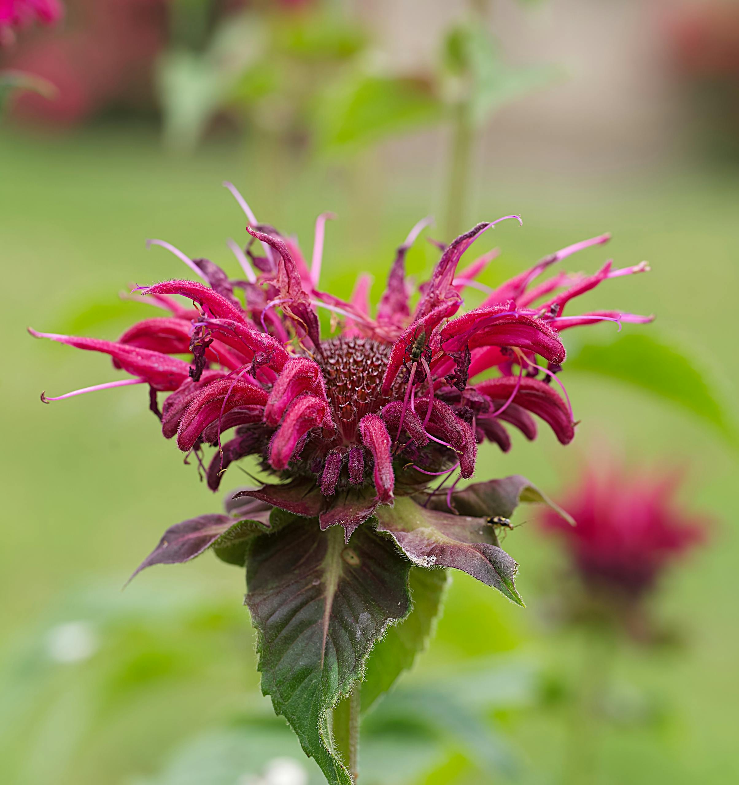 Stunning red bee balm flower in focus, showcasing vibrant petals against a blurred background.