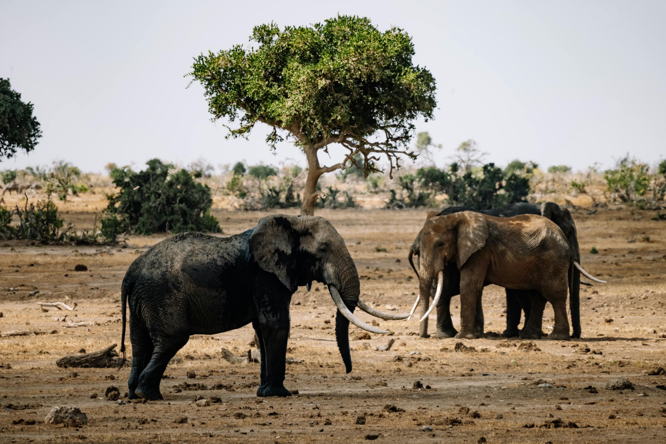 Two African elephants with long tusks in the savanna, showcasing wildlife in natural habitat.