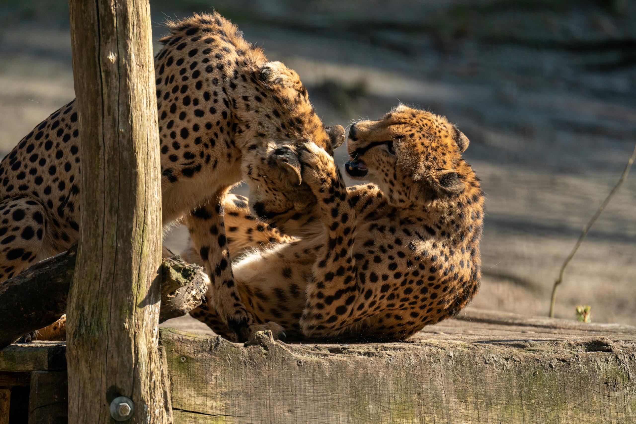 Two cheetahs engage in playful interaction on a sunny day, displaying their unique spots and agile movements.
