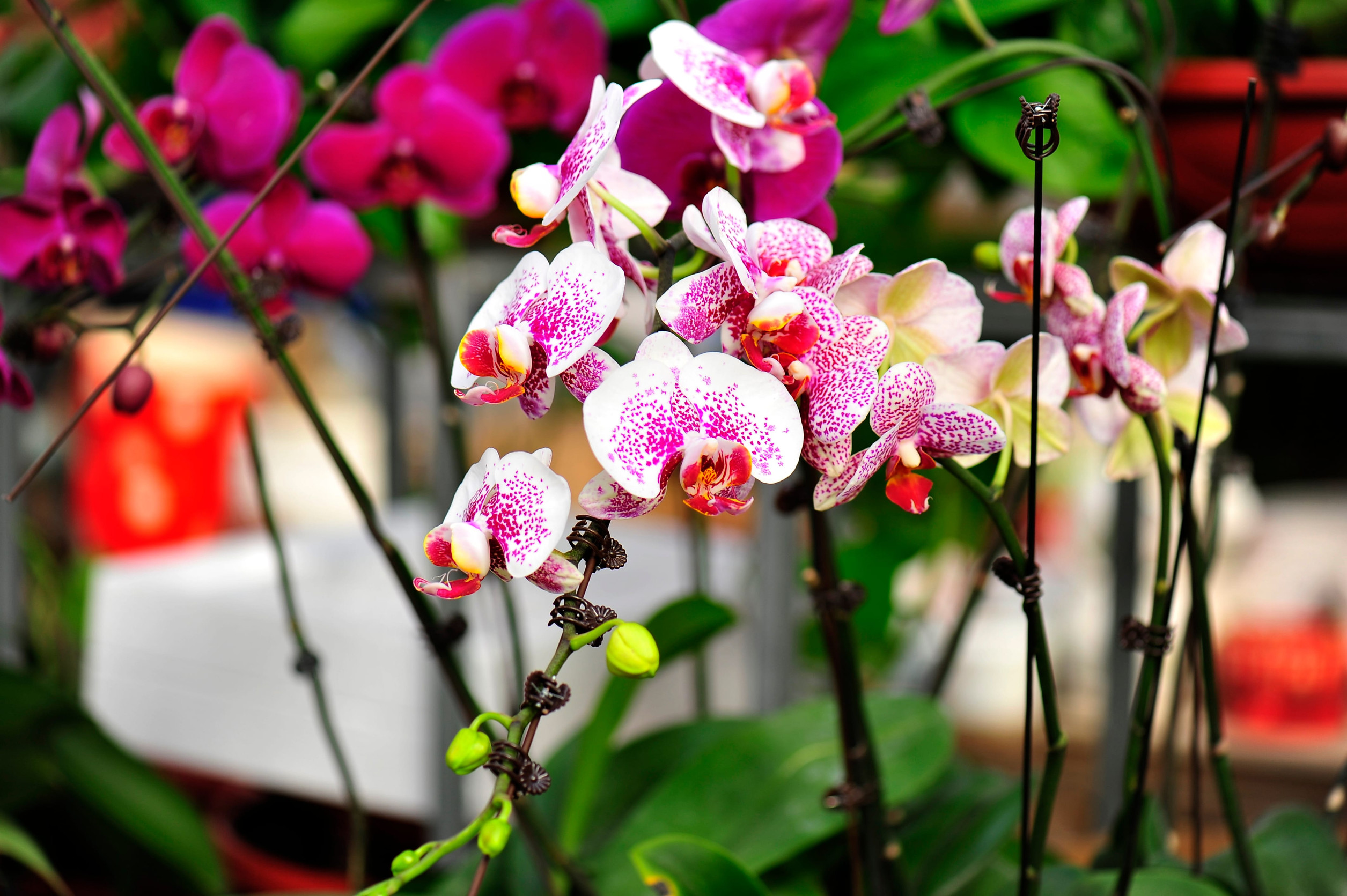 High-Maintenance Plants