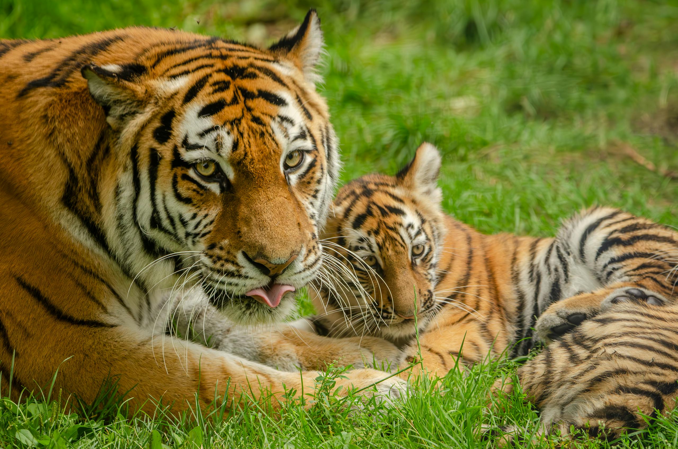 A Bengal tiger and its cub relax together in lush greenery, embodying wild beauty.