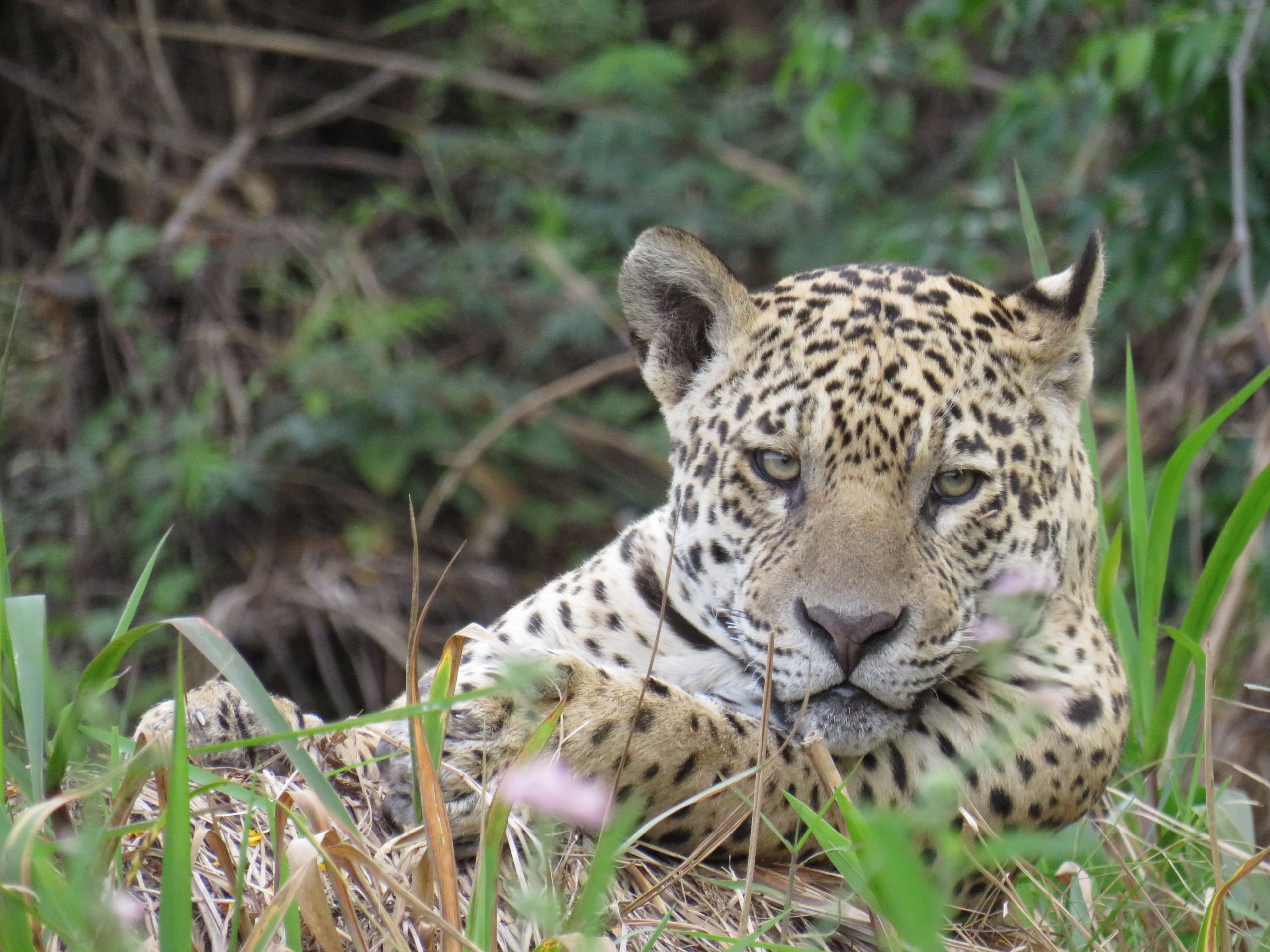 Close-up of a jaguar lying in grass, showcasing its natural habitat and markings.