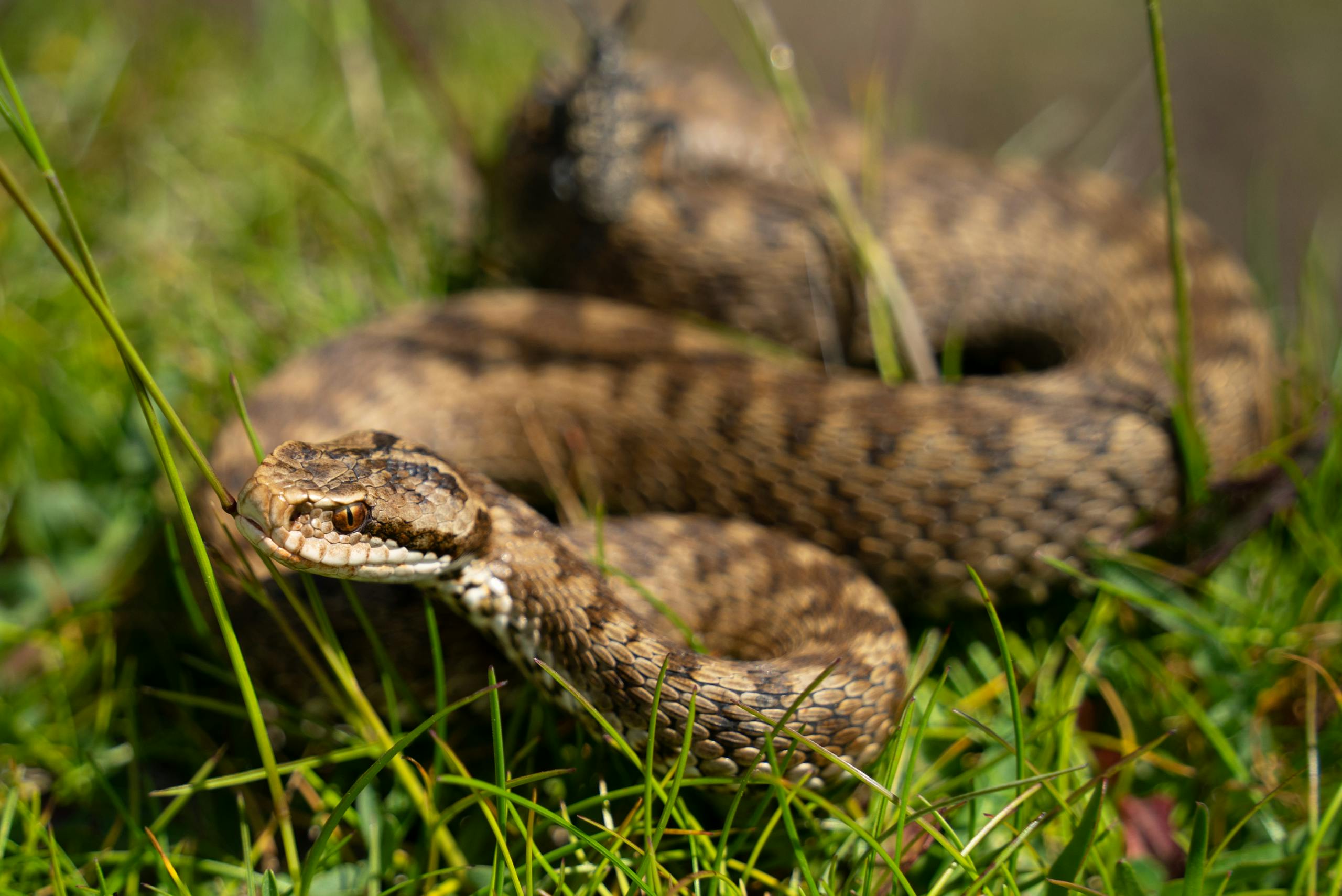 Detailed image of a coiled snake resting on grass in the wild.