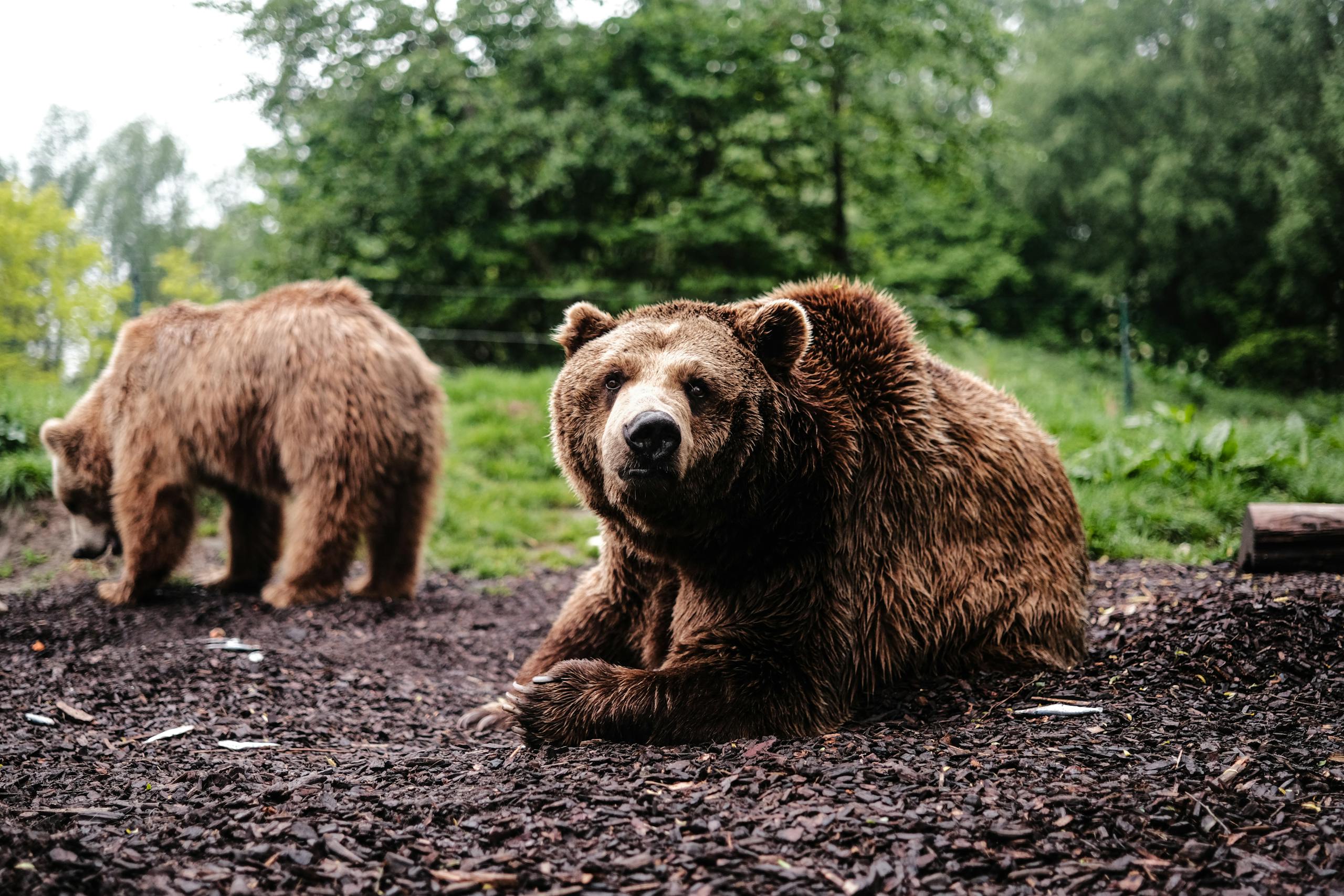 Two brown bears are seen resting in a lush green forest, capturing nature's tranquility.