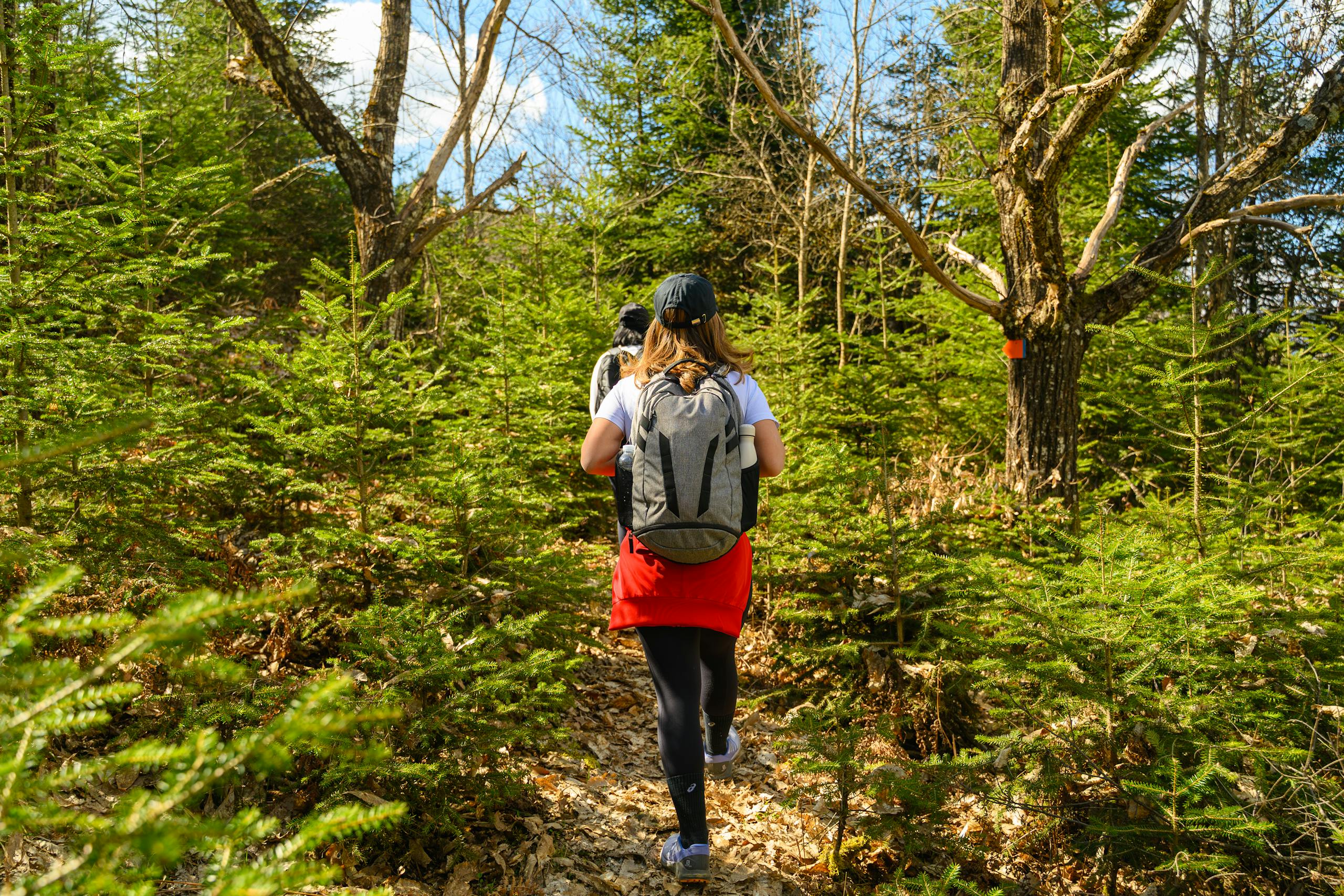 Two hikers traverse a lush, green forest trail on a sunny spring day, capturing the essence of adventure.