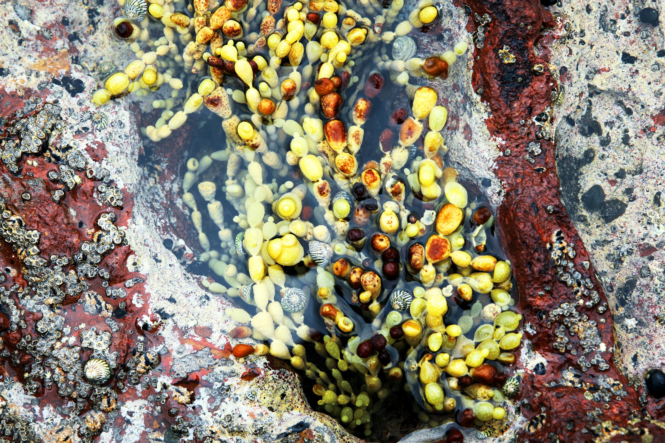 Vibrant seaweed and shells in a tidal pool on the rocky coast of Victoria, Australia.