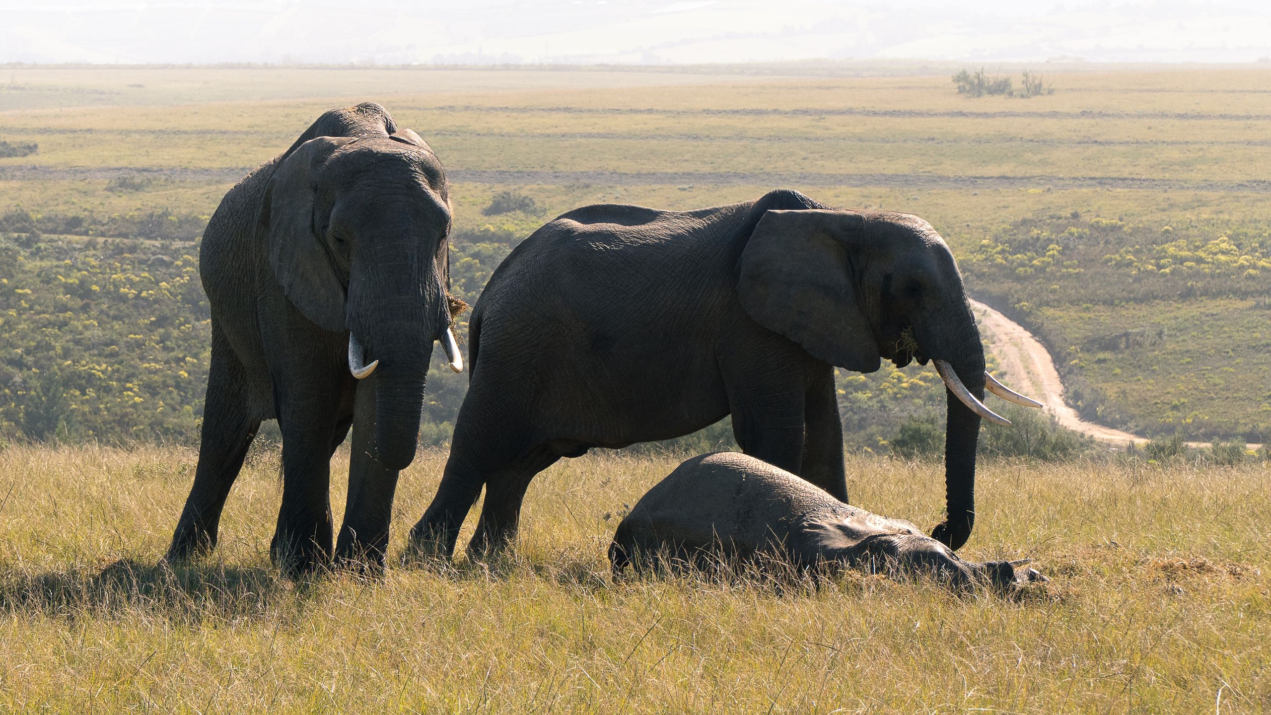 A group of African elephants resting in the grassy terrain of South Africa.