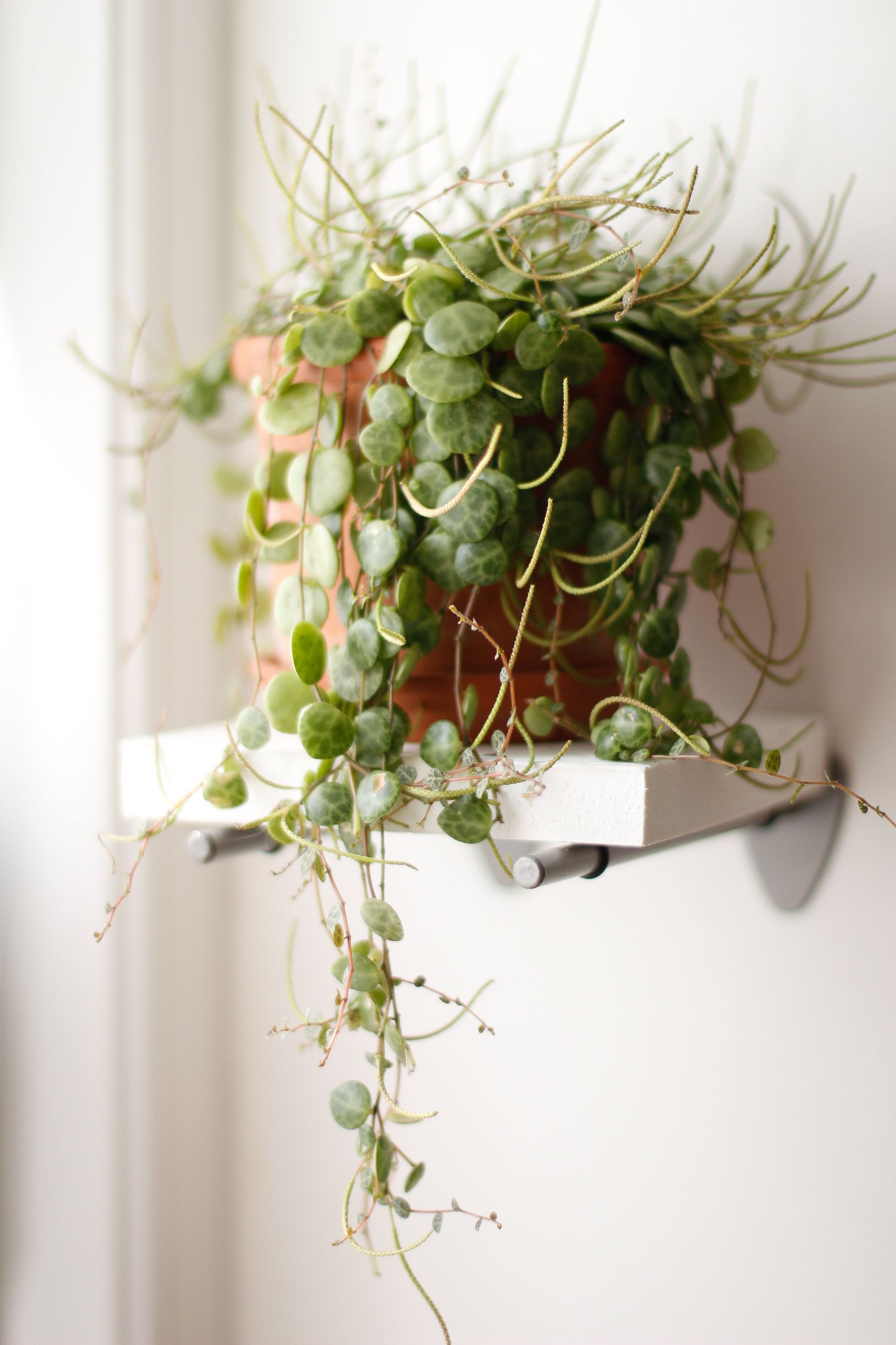 A vibrant String of Pearls plant cascading from a terracotta pot on a wall-mounted shelf indoors.