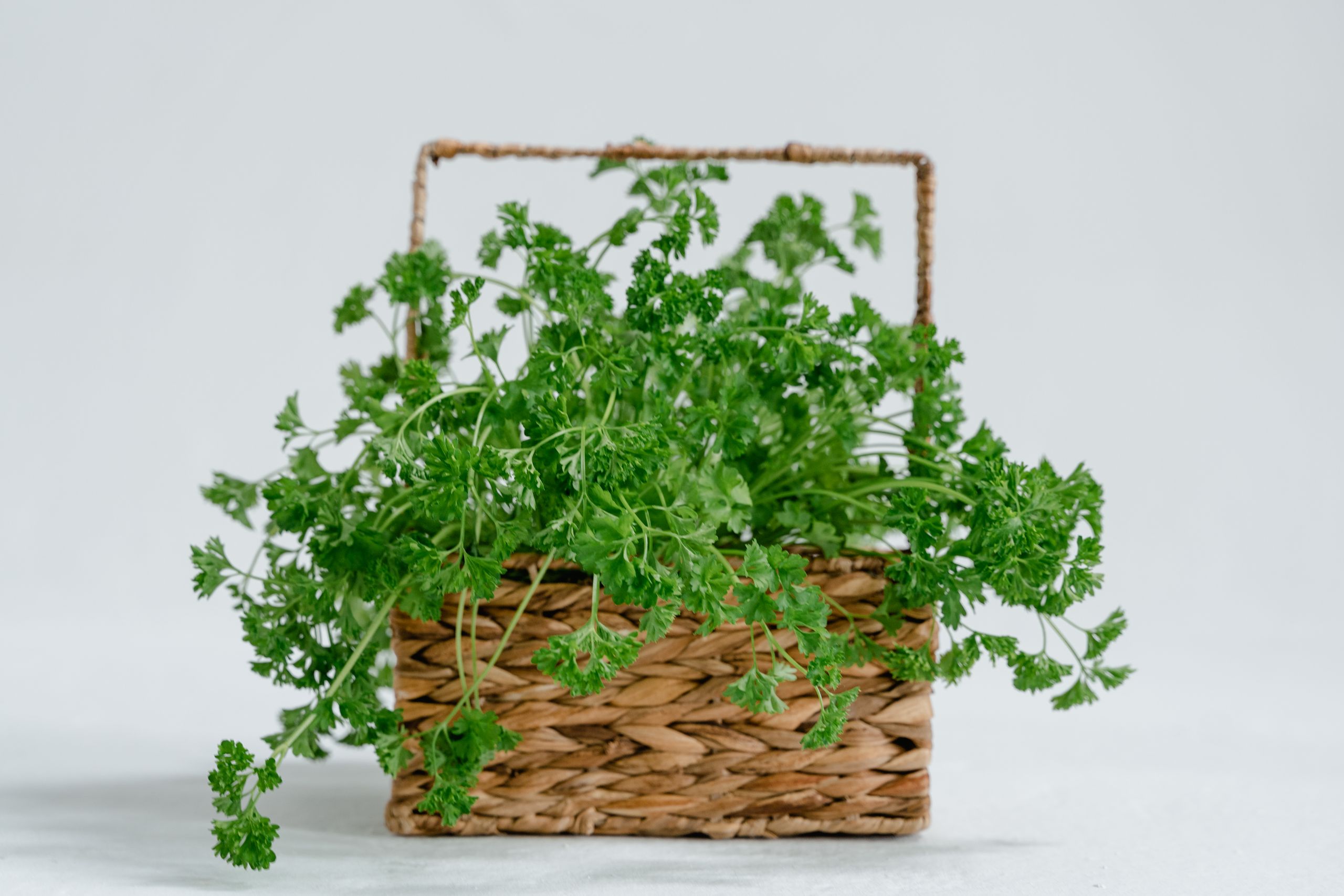 A wicker basket filled with fresh organic parsley on a white background.