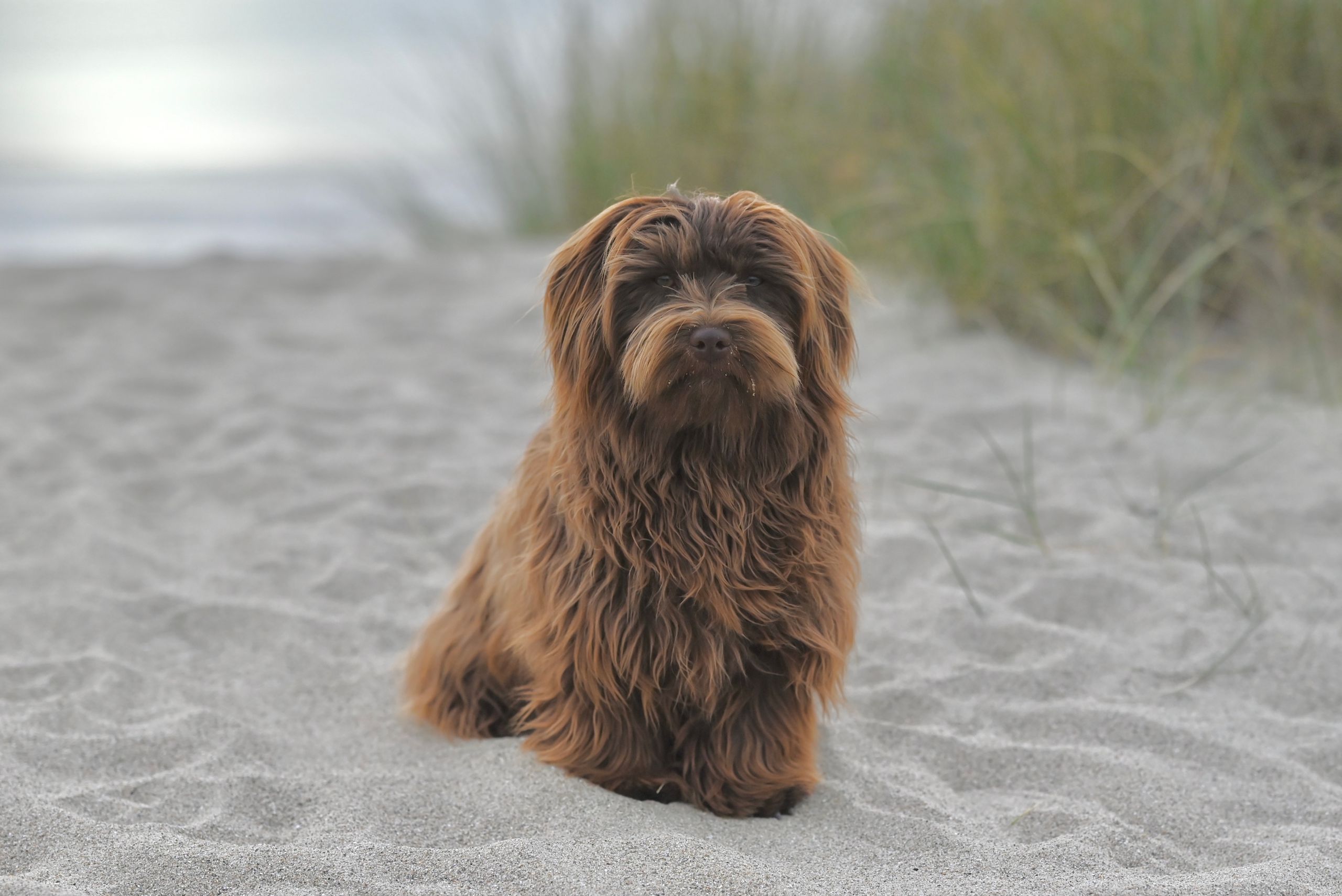 Adorable brown Havanese dog sitting peacefully on a sandy beach, surrounded by dune grass.