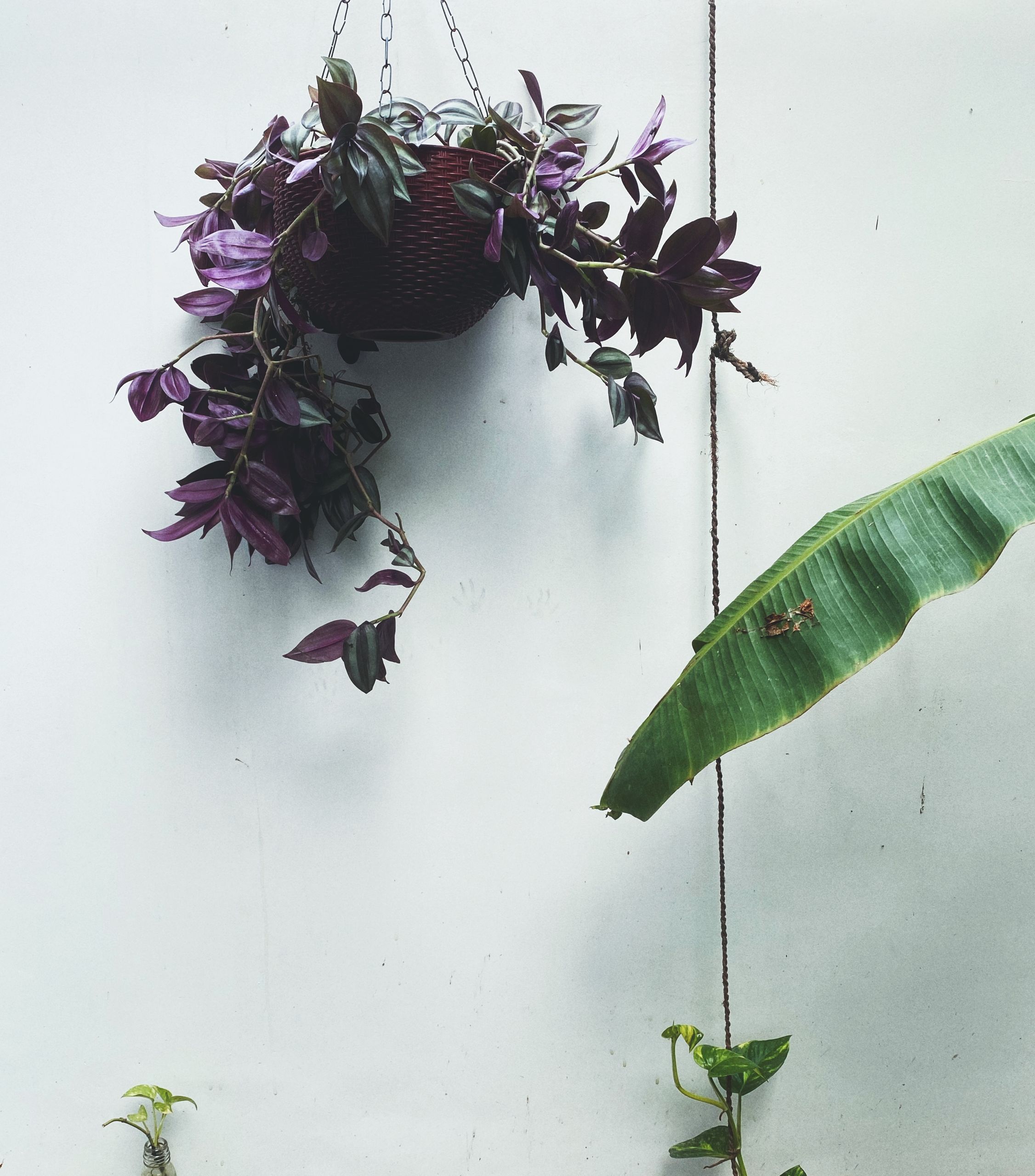 Close-up of a hanging basket with purple Tradescantia and green banana leaf against a white wall.