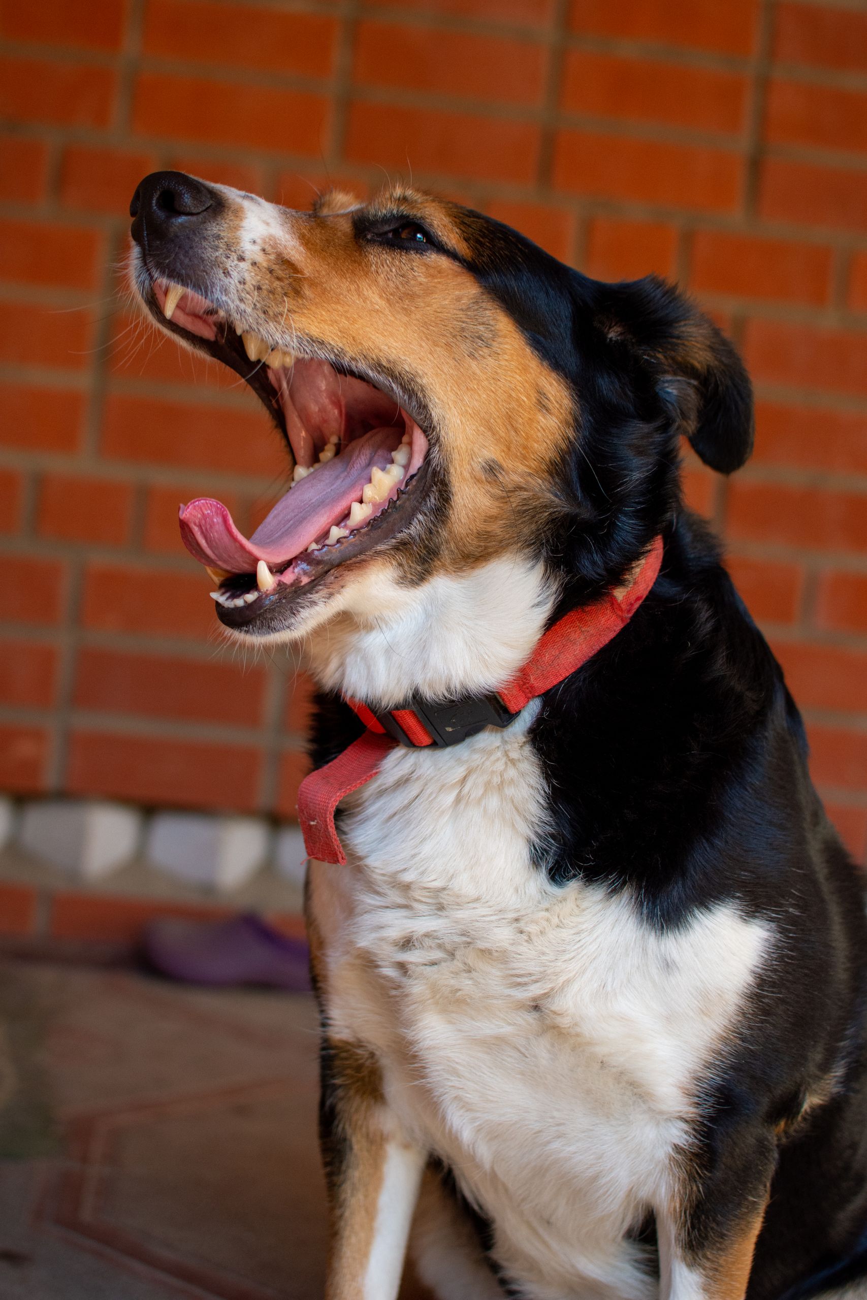 Close-up of a yawning dog with a red collar against a brick wall, exuding a playful mood.