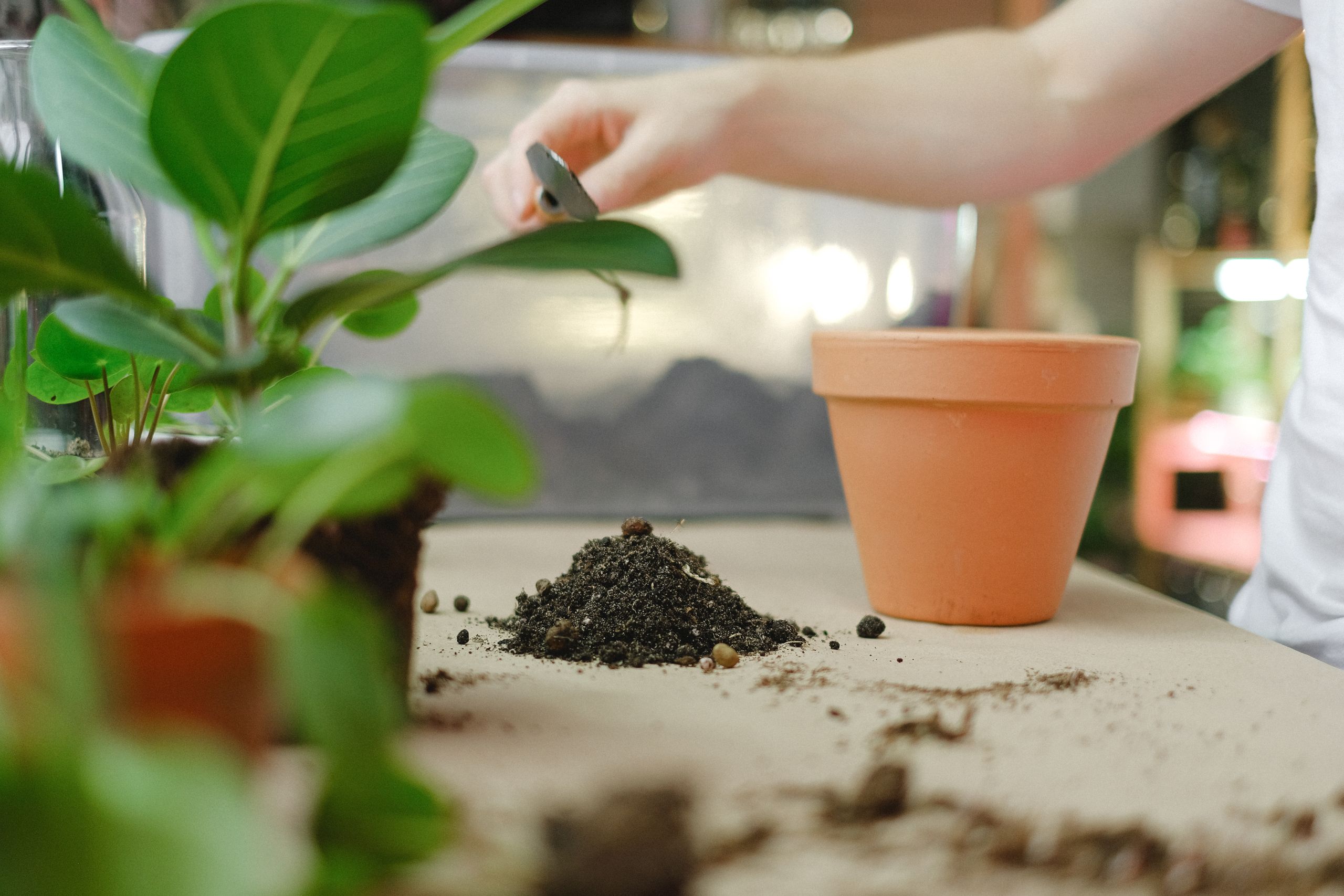 Close-up of soil and plants with a clay pot, perfect for home gardening enthusiasts.