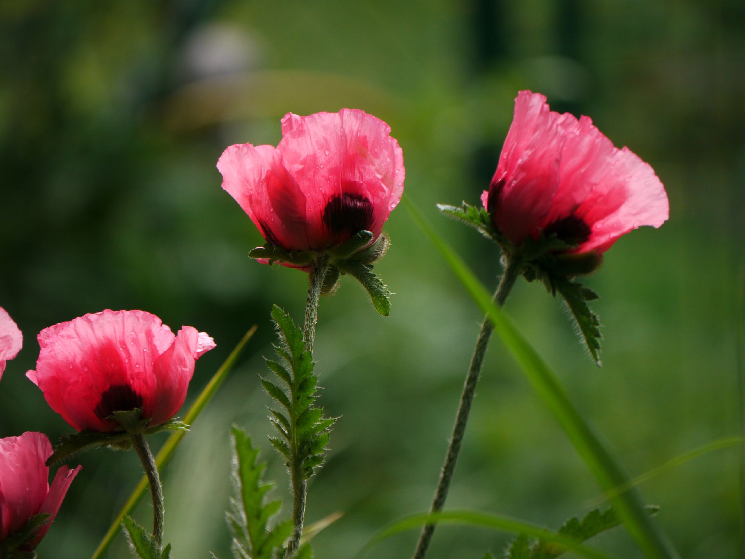 Close-up of vibrant pink oriental poppies blooming against a blurred green background.