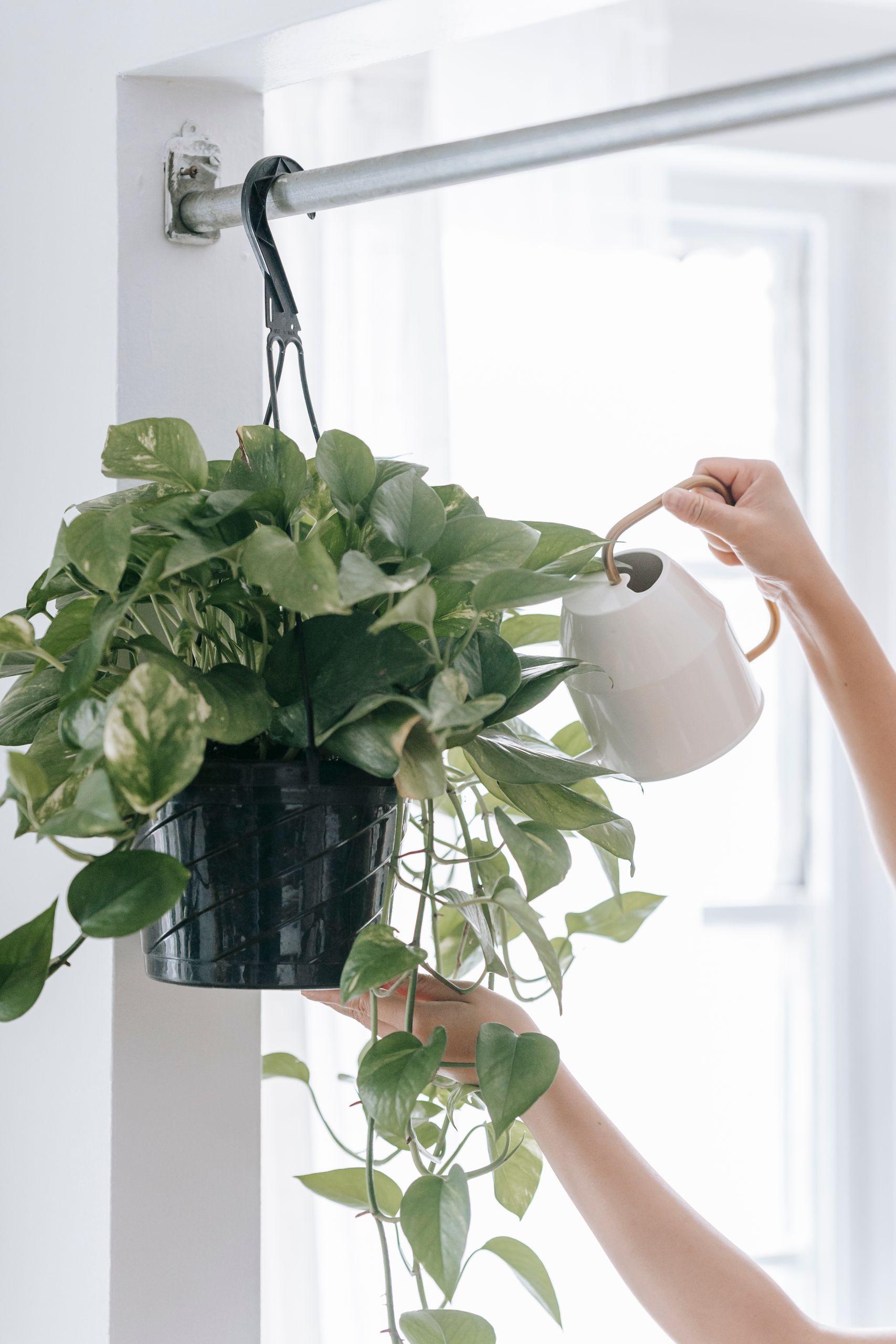 Crop anonymous person with watering can pouring water into flowerpot with green plants hanging on rack in light room with window