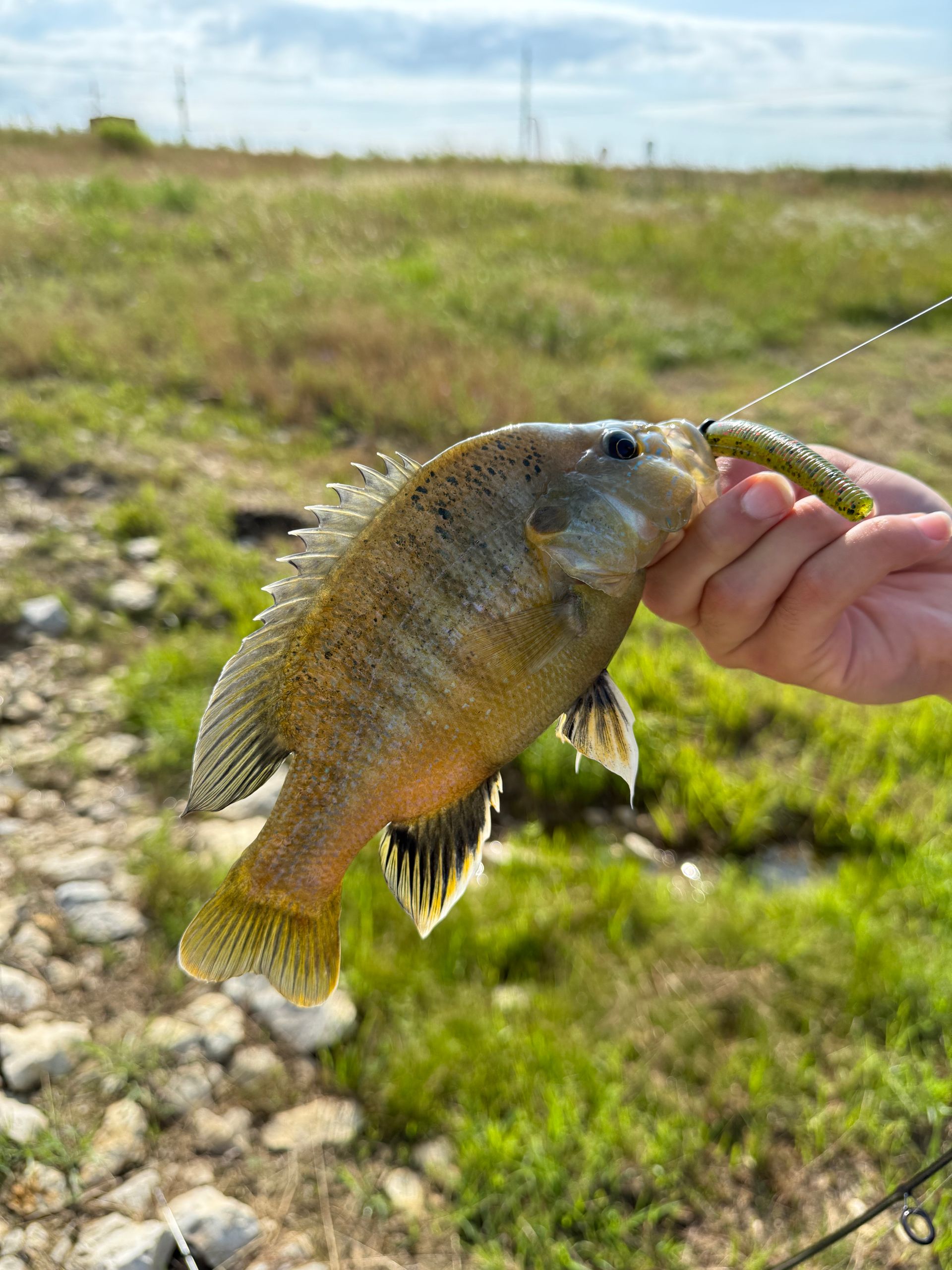 Detailed view of a sunfish being caught on a sunny day in Texas outdoors.