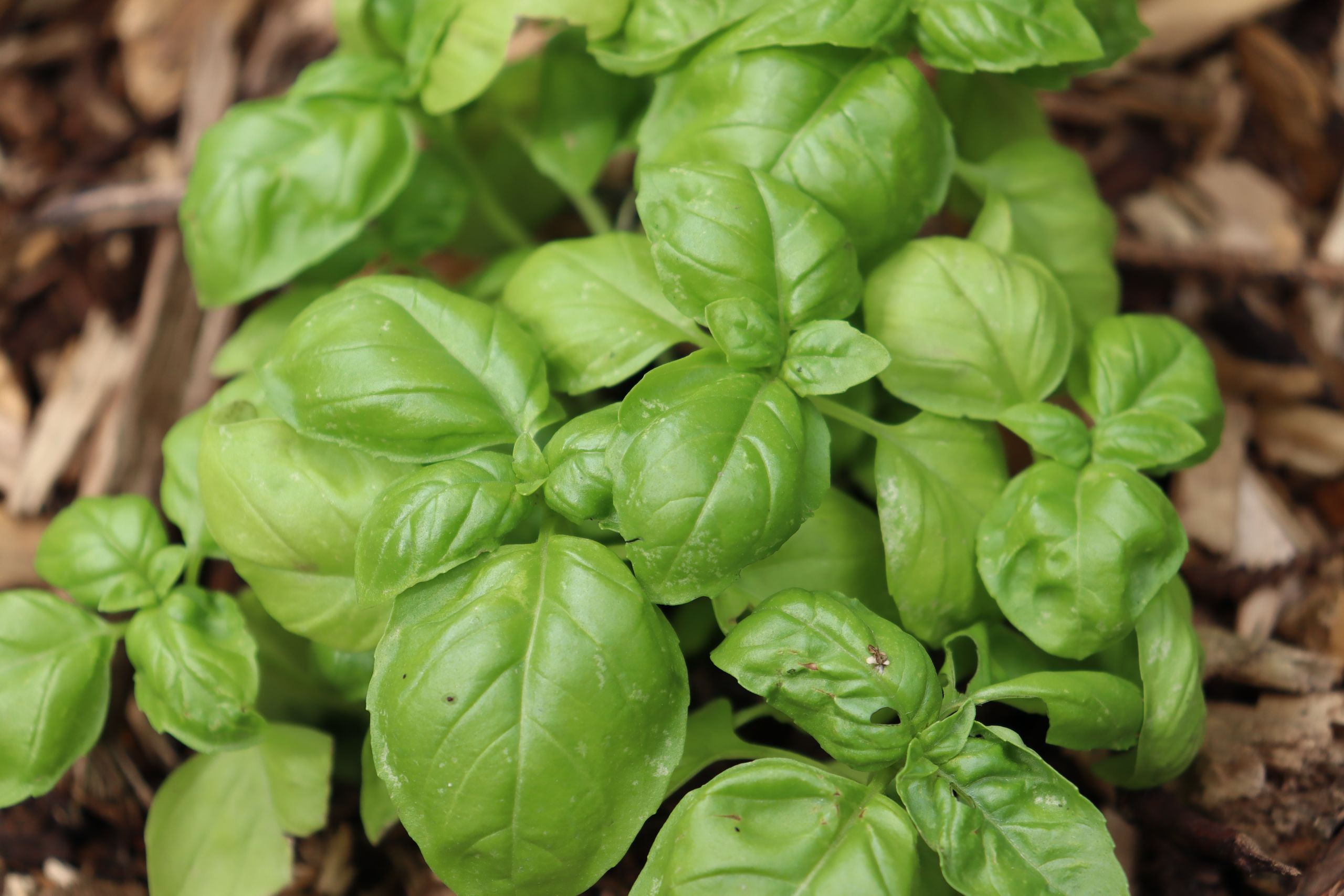 Fresh green basil plant leaves shot in outdoor garden setting.