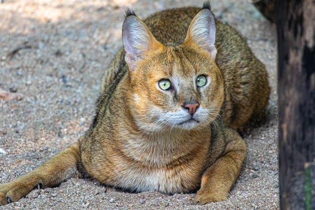 /portrait-of-an-african-wildcat-in-natural-habitat-