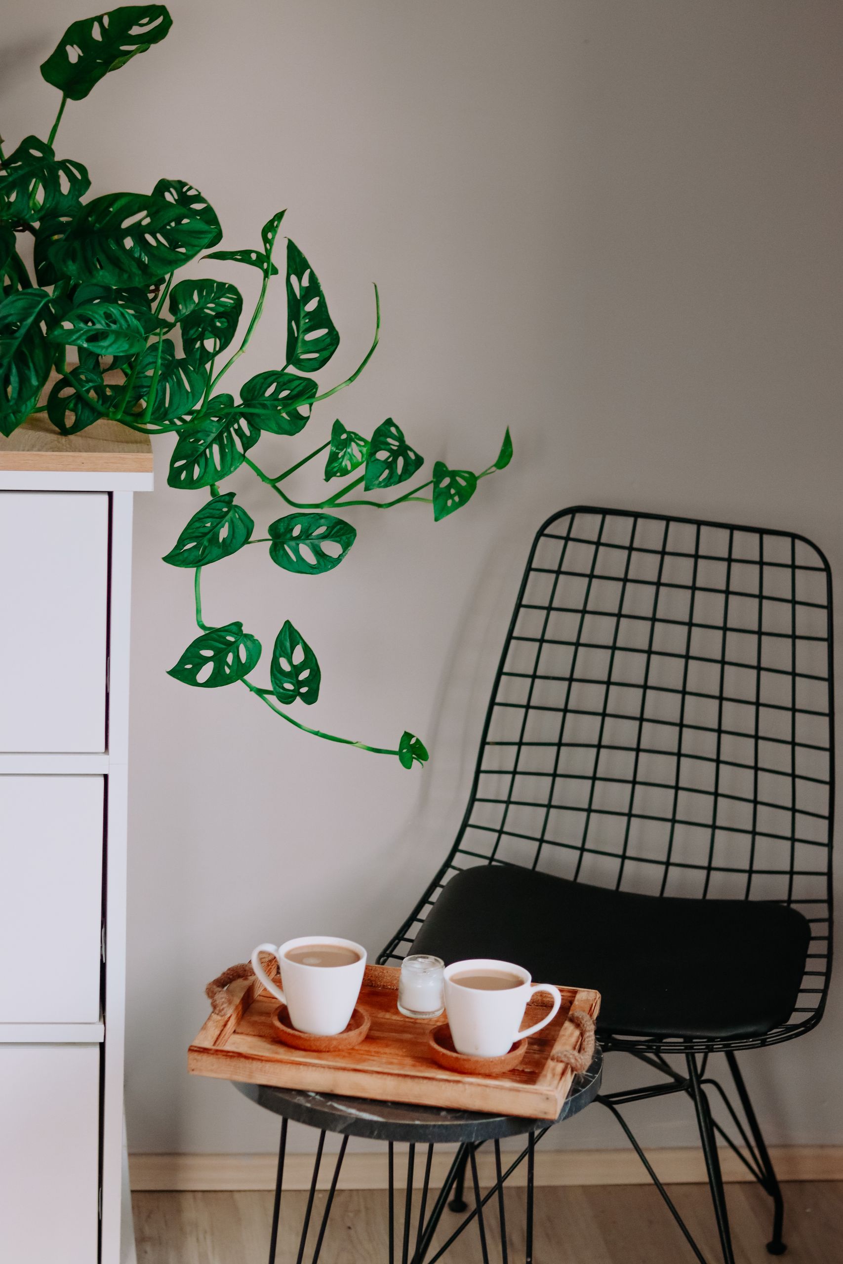 Relaxing indoor scene with two coffee mugs on a tray beside a Monstera plant and a wire chair.