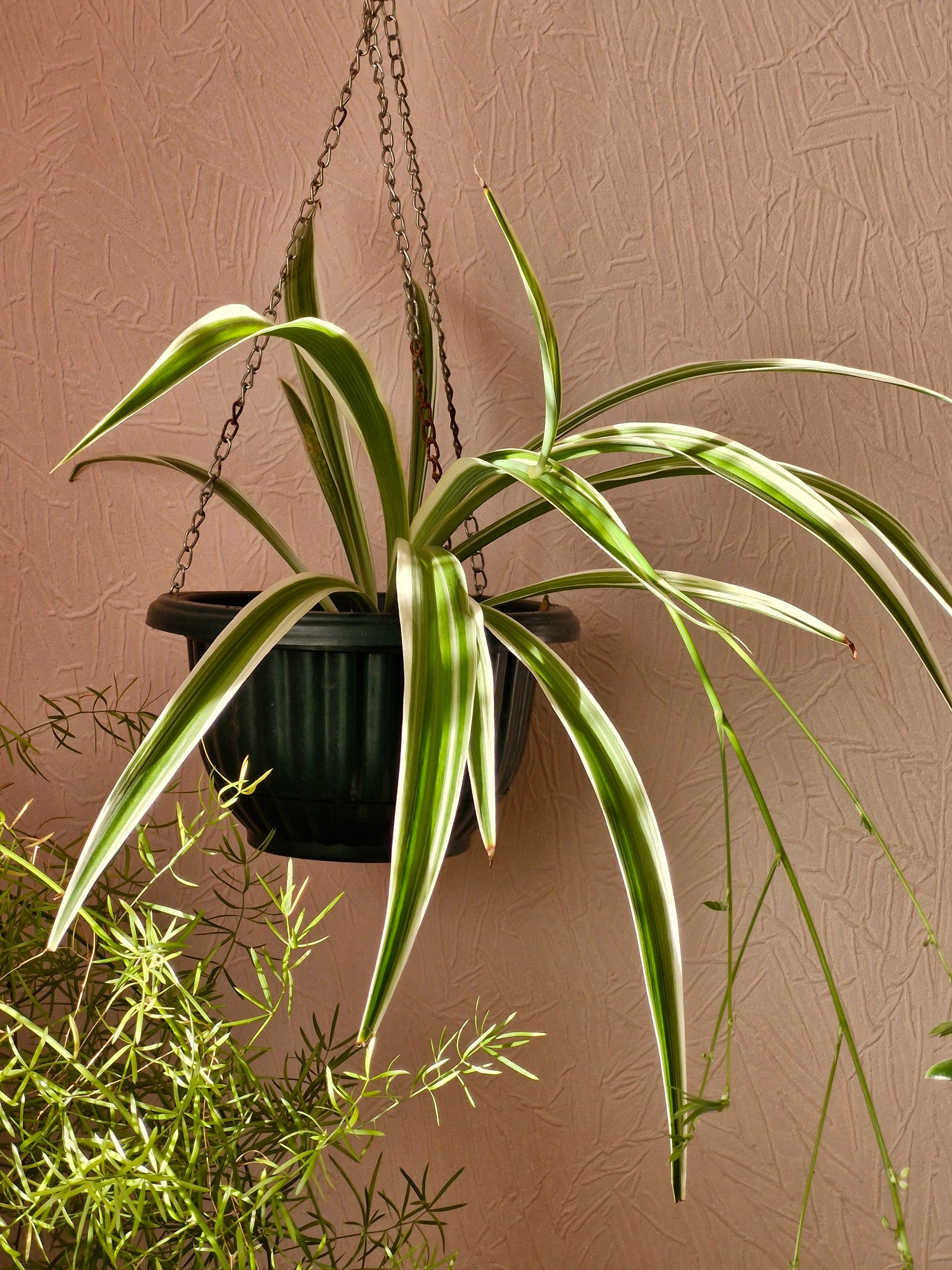 Vibrant spider plant hanging indoors with sunlight accentuating its green leaves.