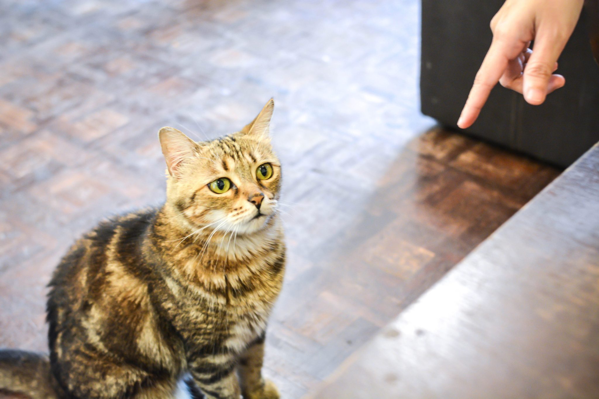 11 Ways Having a Cat May Enrich Everyday Life - Crafting Your Home