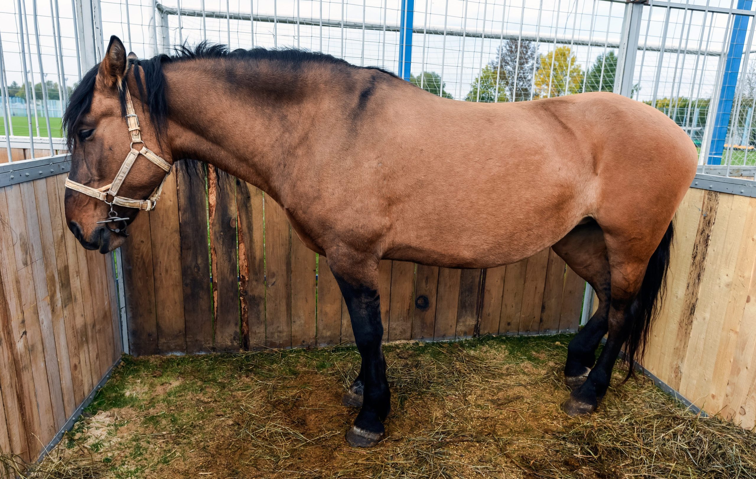 Red horse is sad, sleeping in a wooden stall in the fresh air
