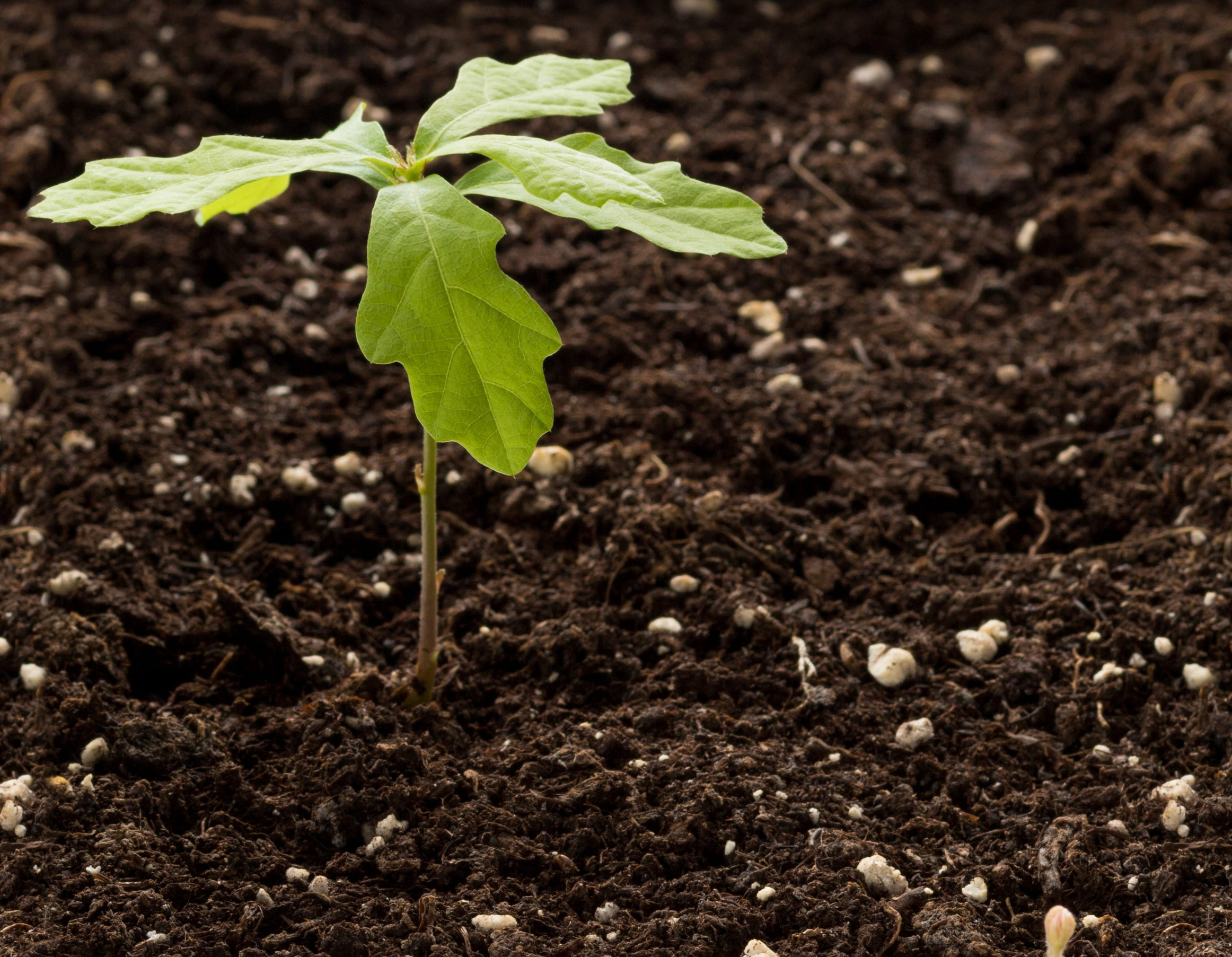Sprout of oak from an acorn. Newborn oak sapling. Small tree makes its way out of the ground