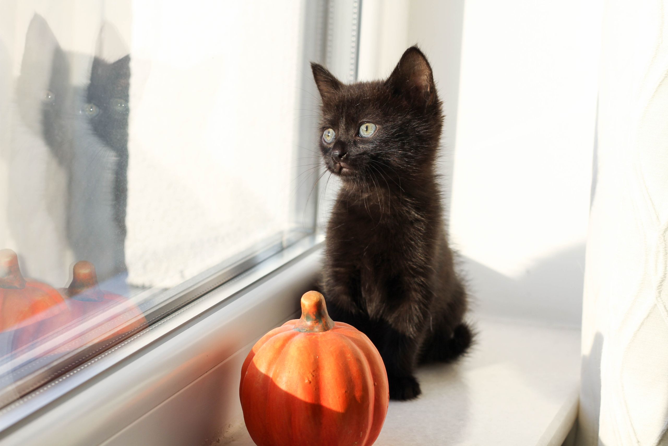 A cute black kitten sits by the window with a small pumpkin, enjoying sunlight.