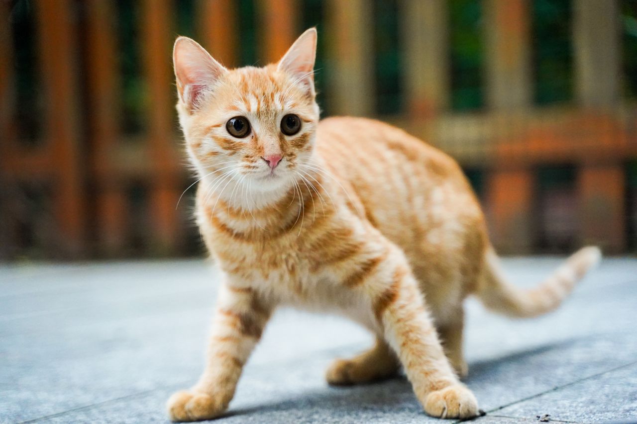 cat