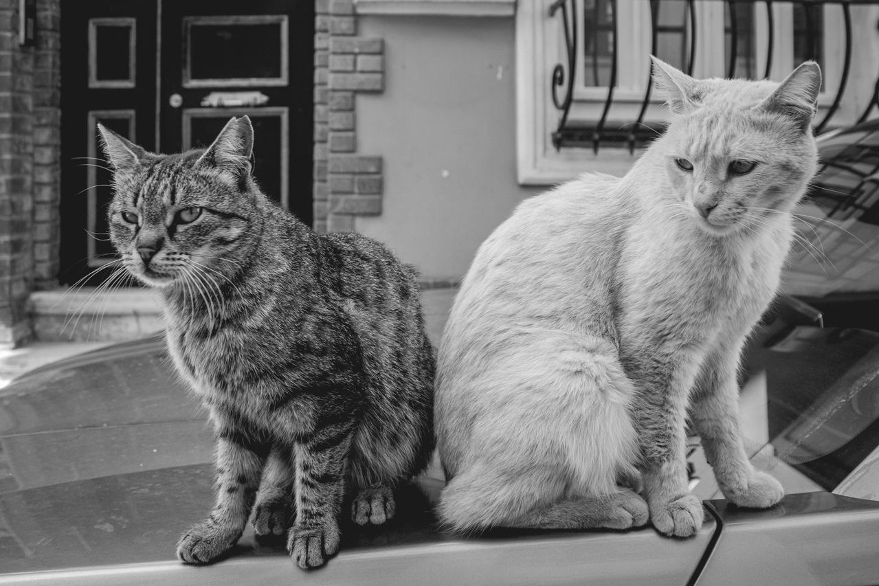 cats