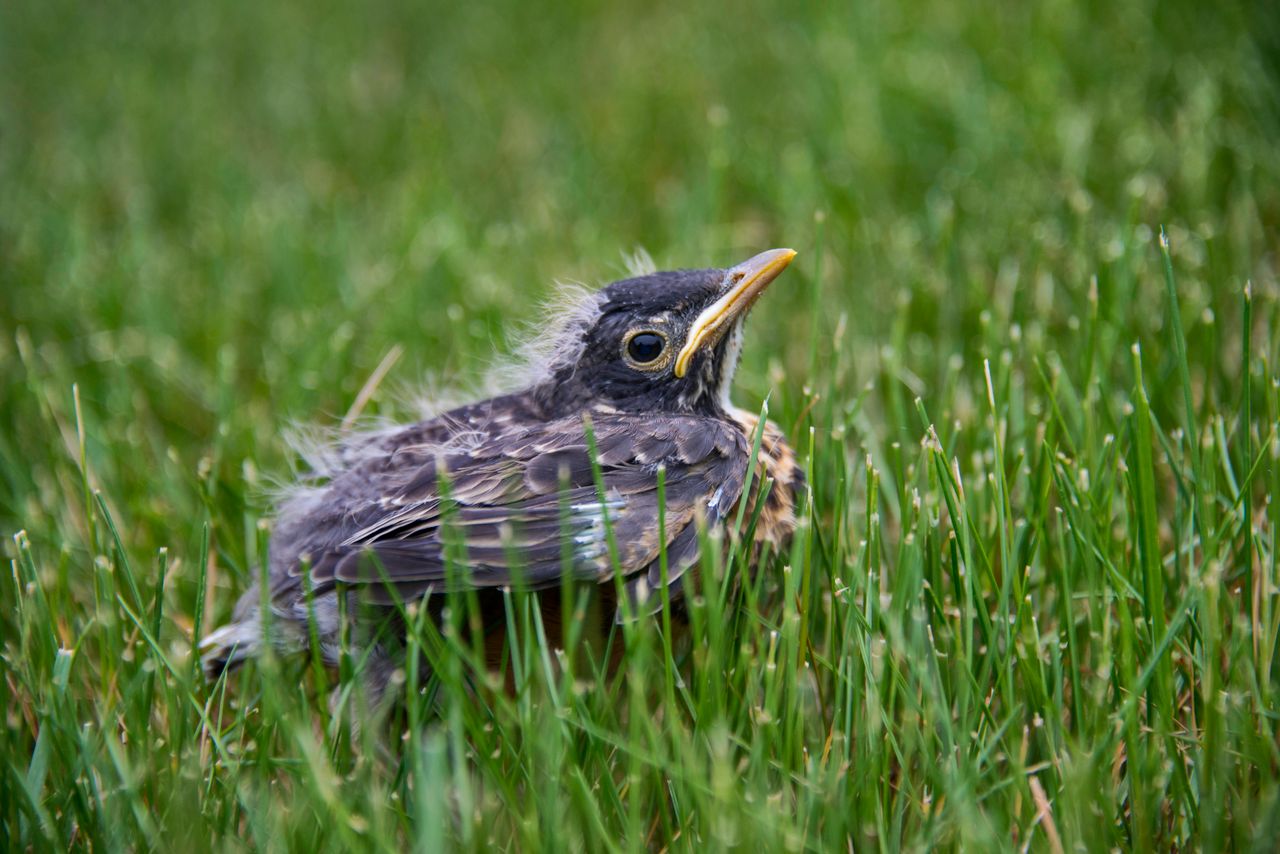 young bird in grass