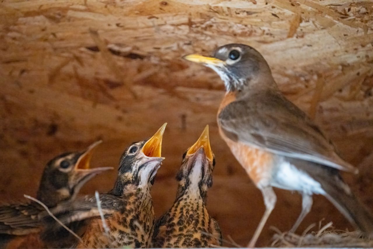 bird feeding her nestlings